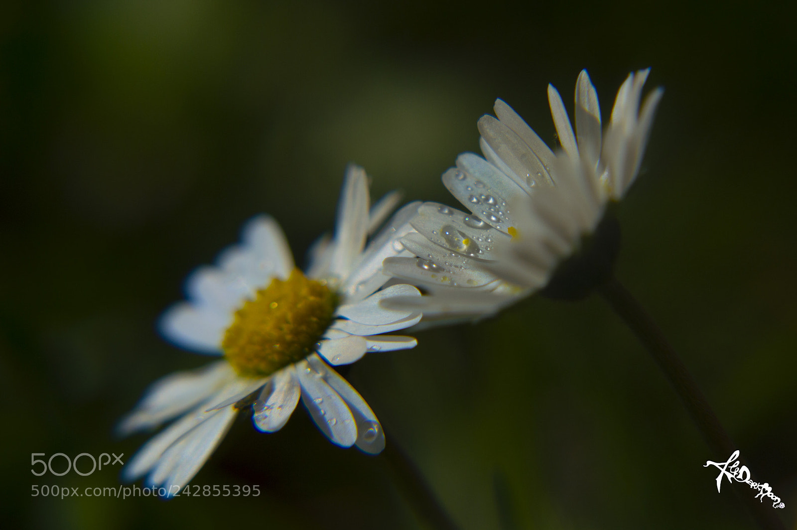 Nikon D3200 sample photo. Daisy dance photography