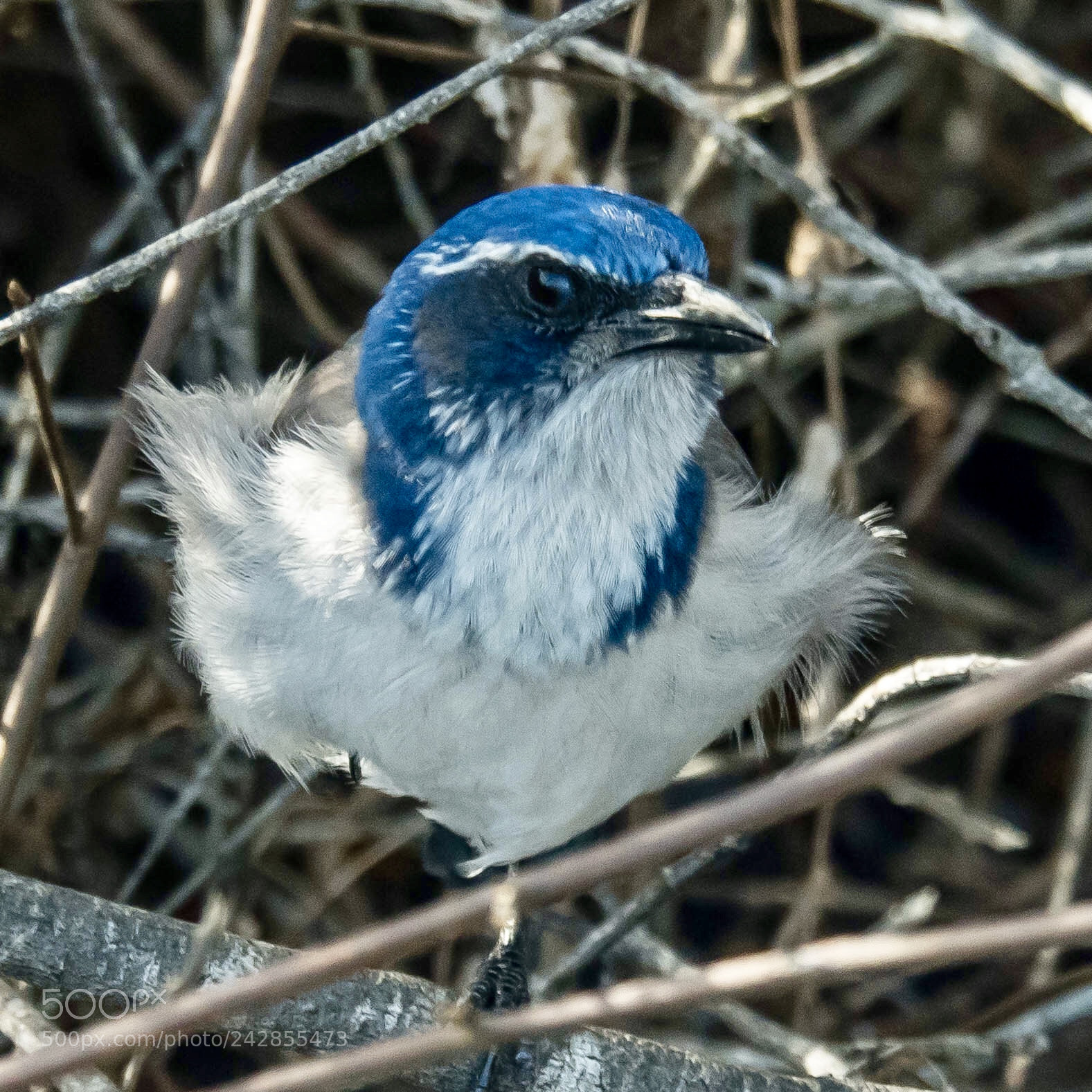 Olympus OM-D E-M5 II sample photo. California scrub jay photography
