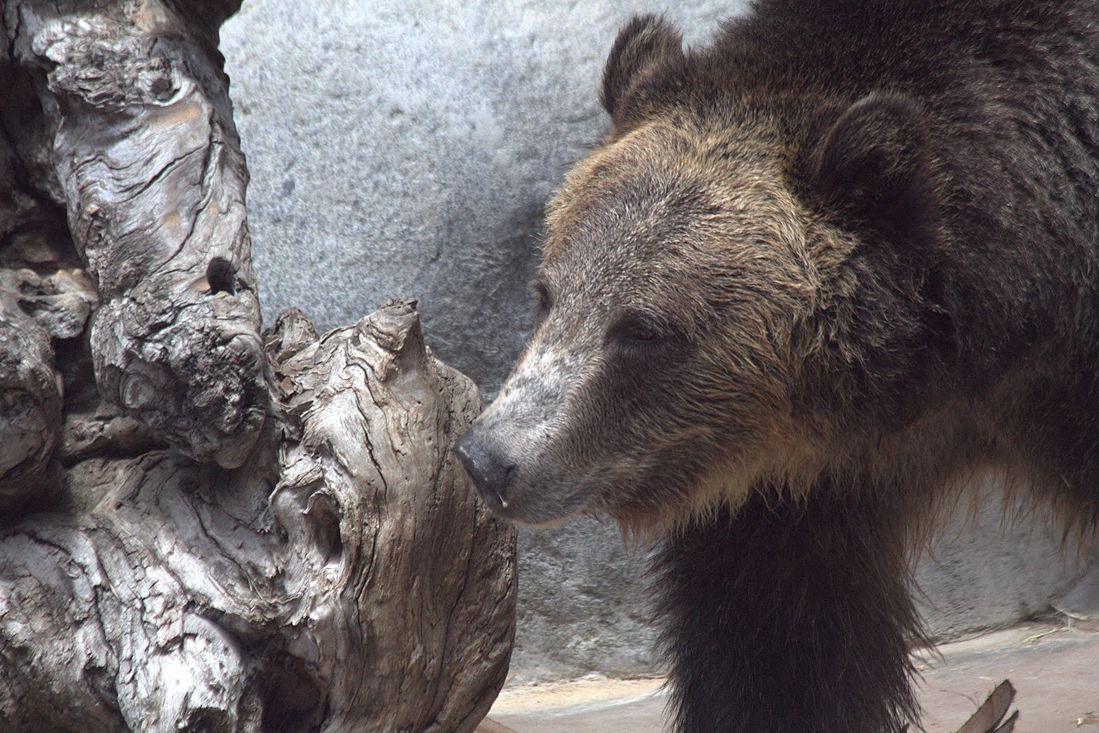 Canon EF 70-300mm F4-5.6 IS USM sample photo. Bear photography