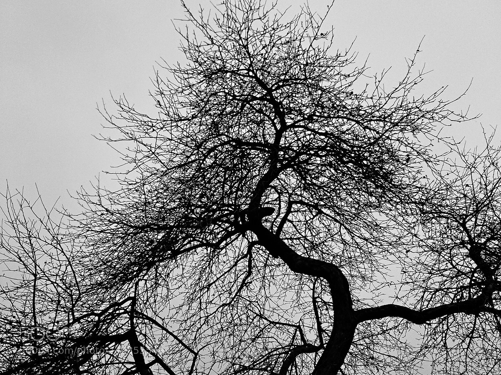 Samsung Galaxy J1 sample photo. Silhouette photography