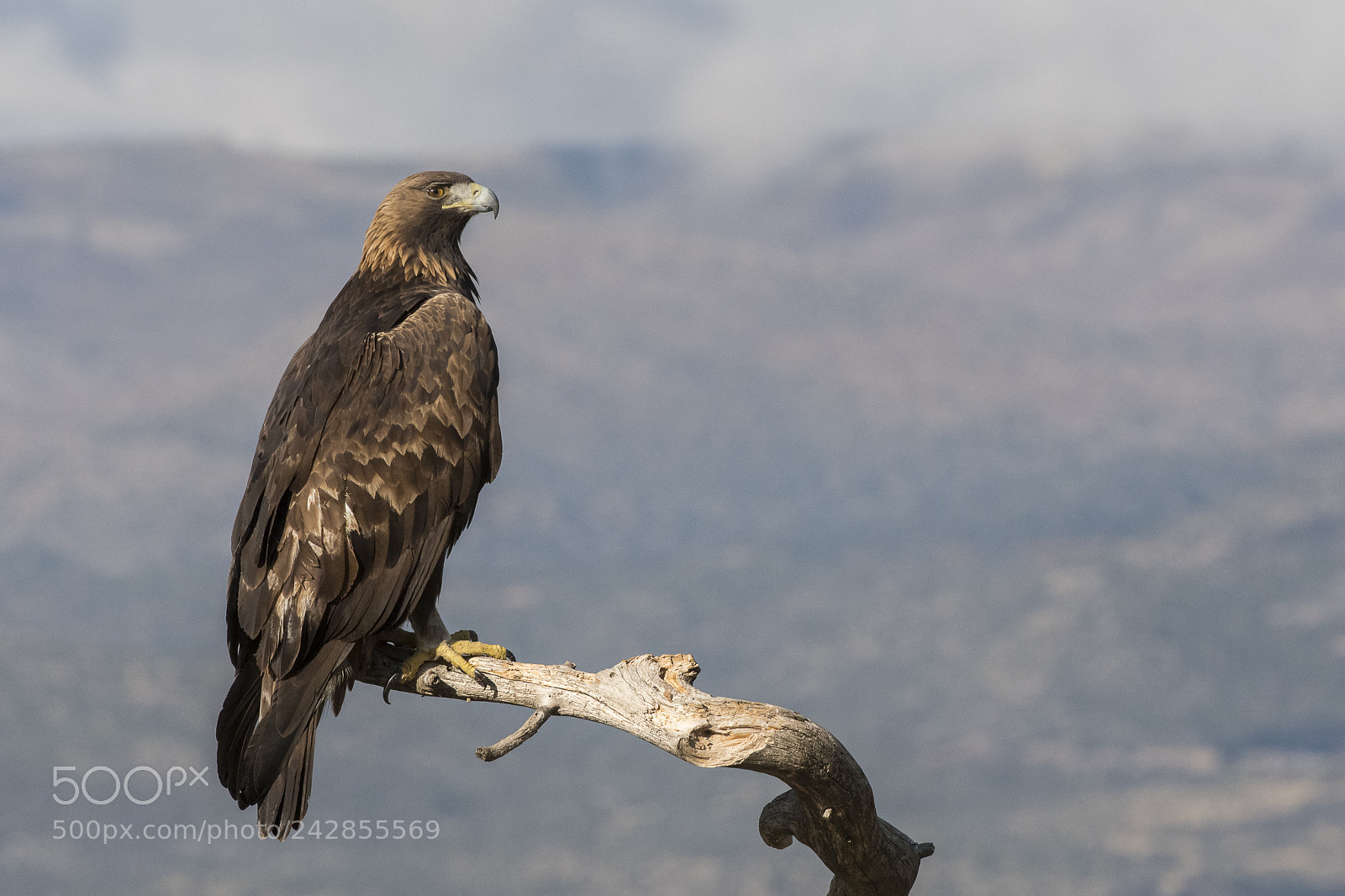 Nikon D500 sample photo. Golden eagle photography