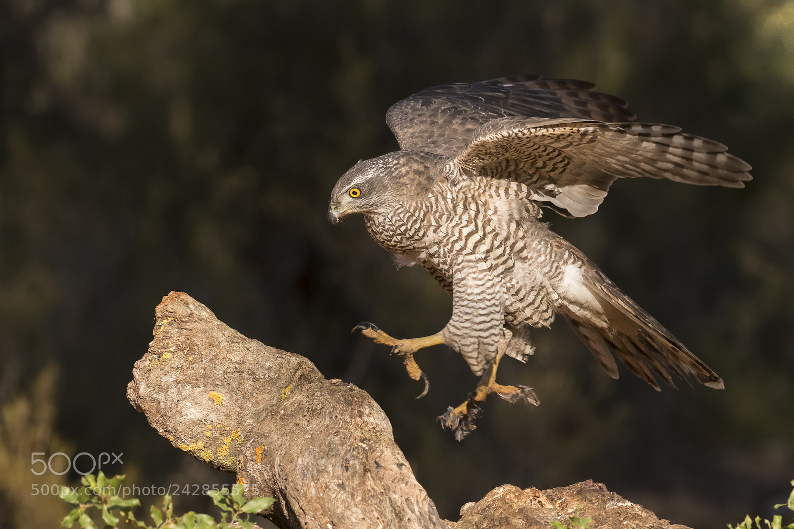 Nikon D500 sample photo. Northern goshawk photography