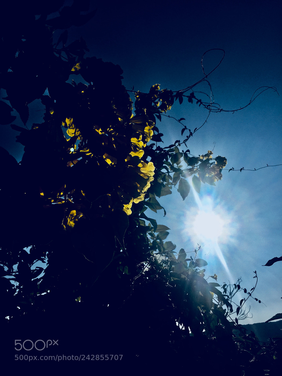 Apple iPhone 6 sample photo. Click!! photography