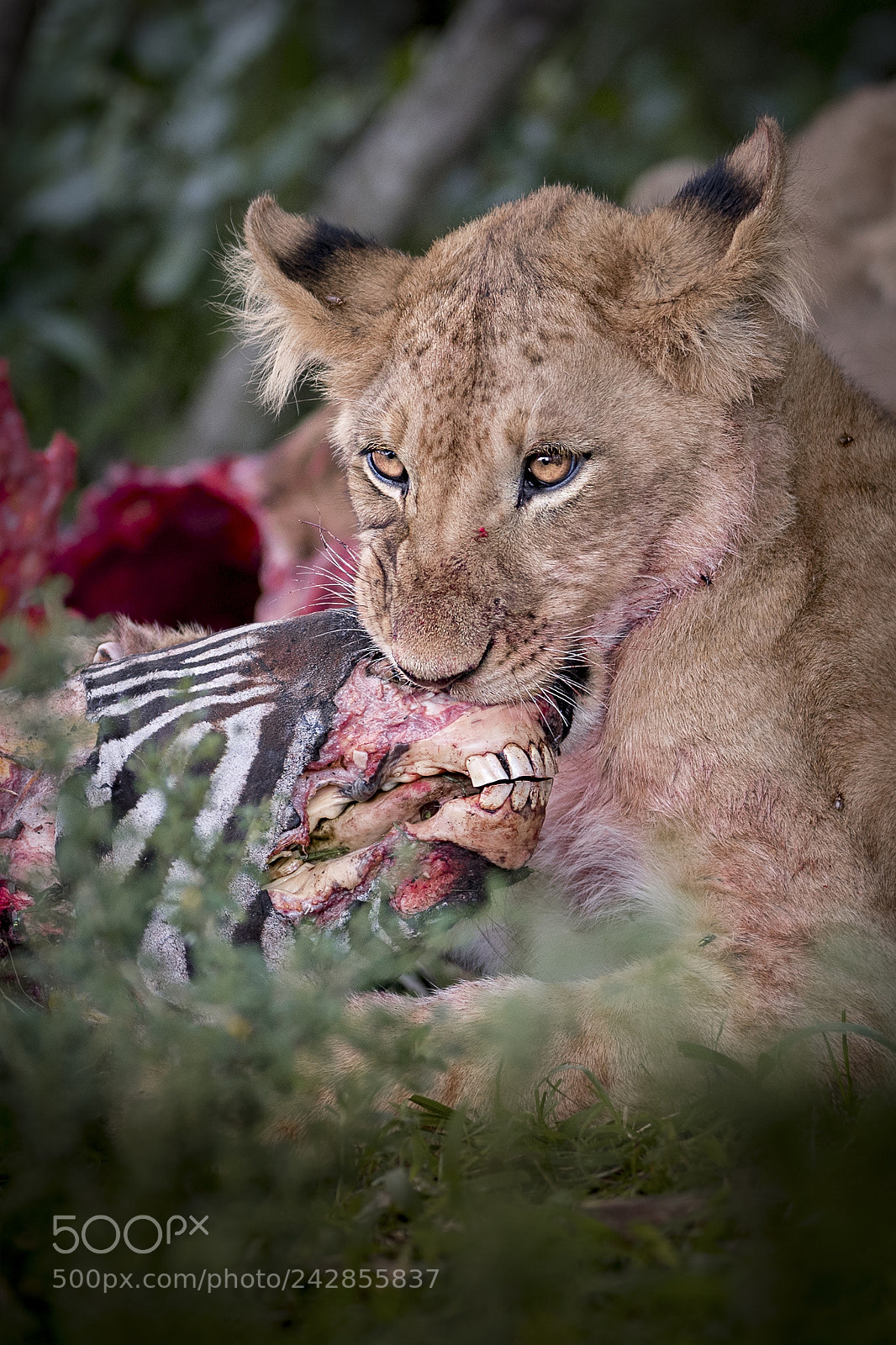 Nikon D5 sample photo. Lion cub and zebra photography