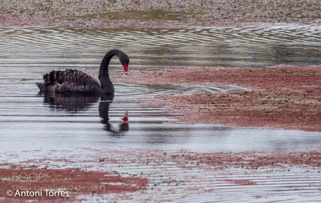 Olympus OM-D E-M1 Mark II sample photo. The black swan photography