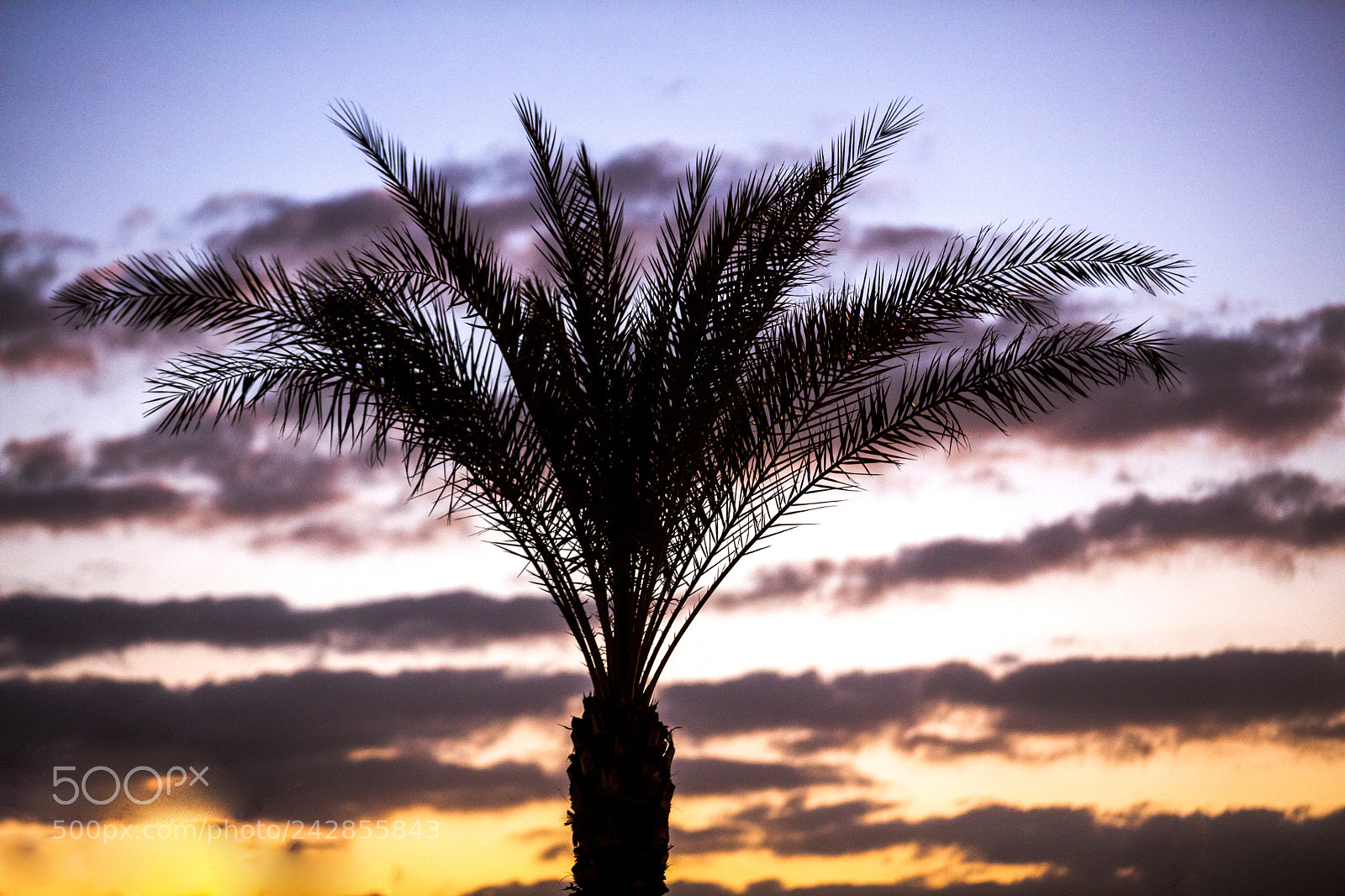 Canon EOS 5DS R sample photo. Tree @ sunrise photography