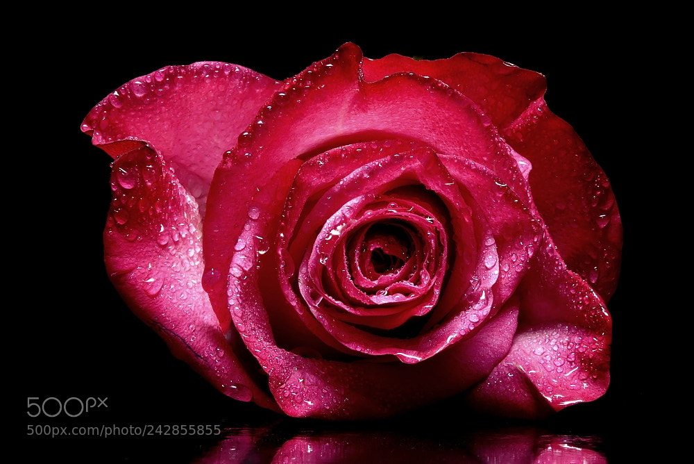 Panasonic Lumix DMC-FZ300 sample photo. Rose in red photography
