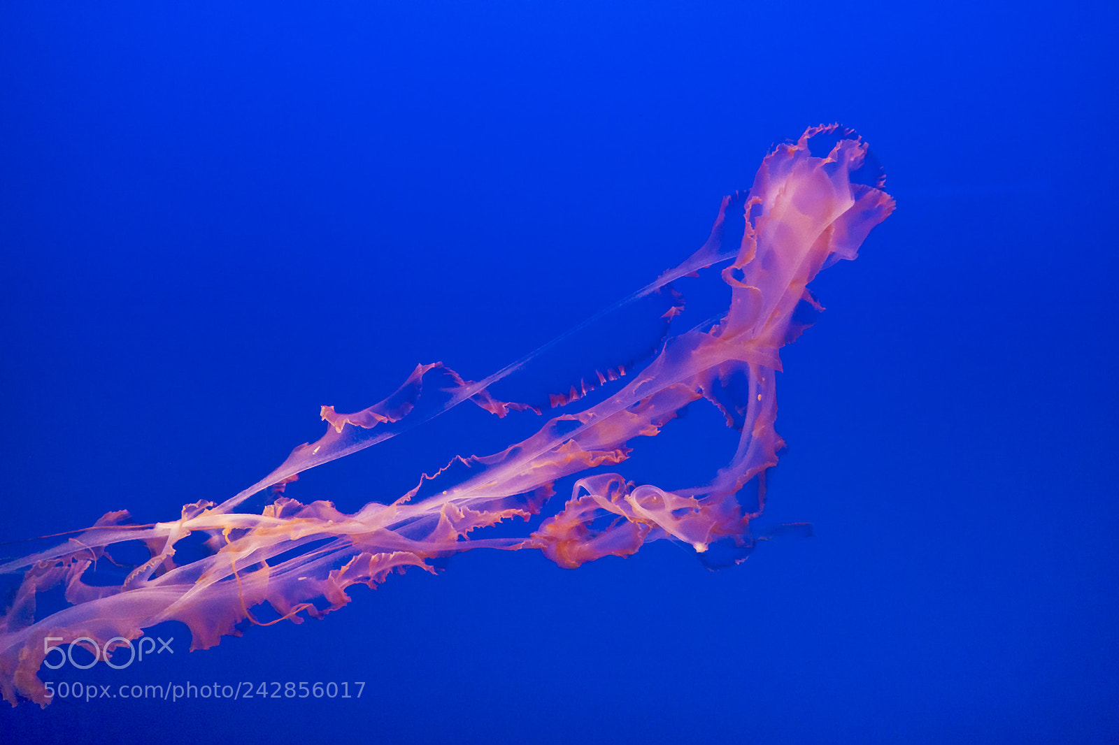Sony a6300 sample photo. Jelly fish tail photography