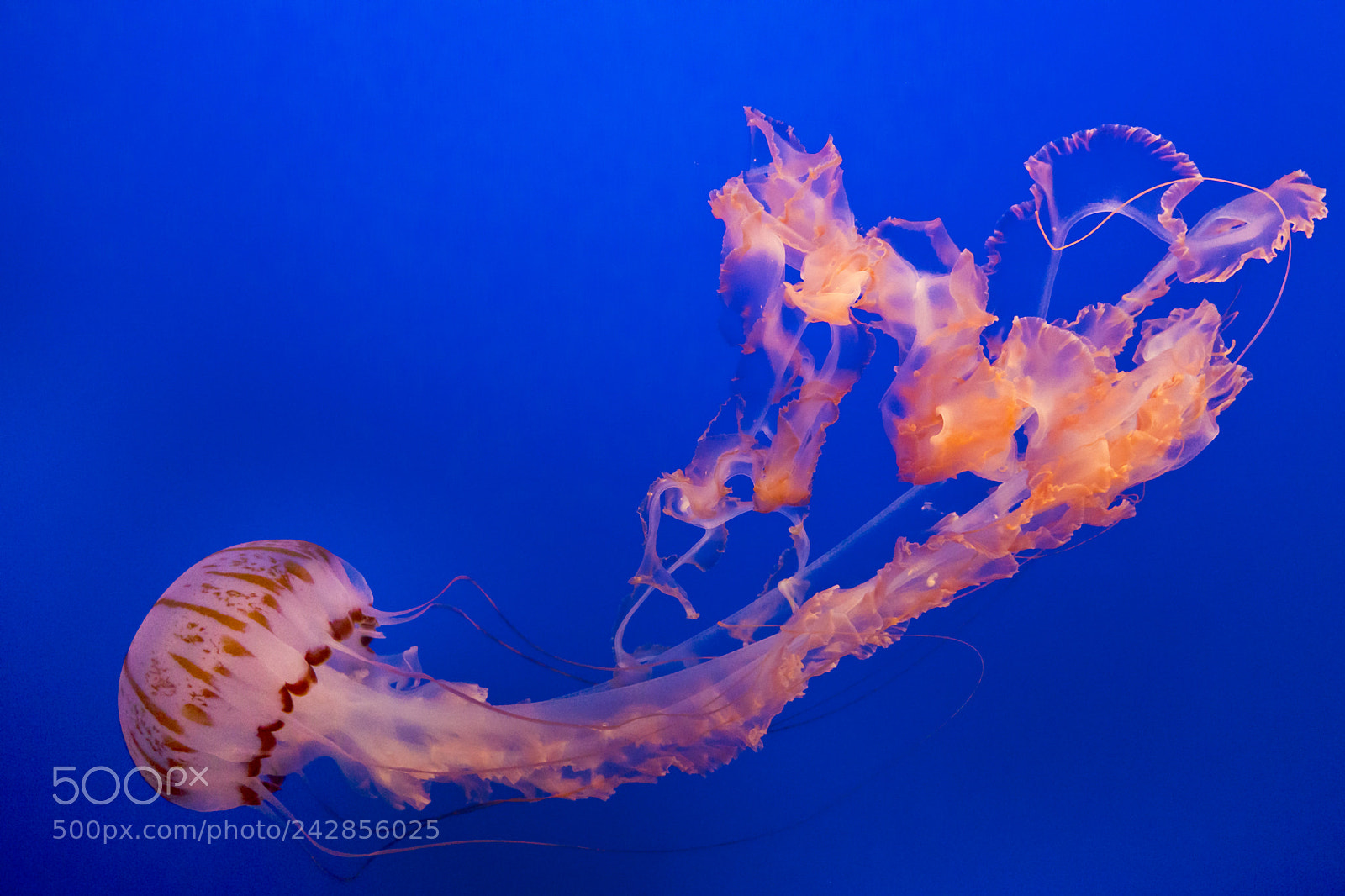Sony a6300 sample photo. Jelly fish photography