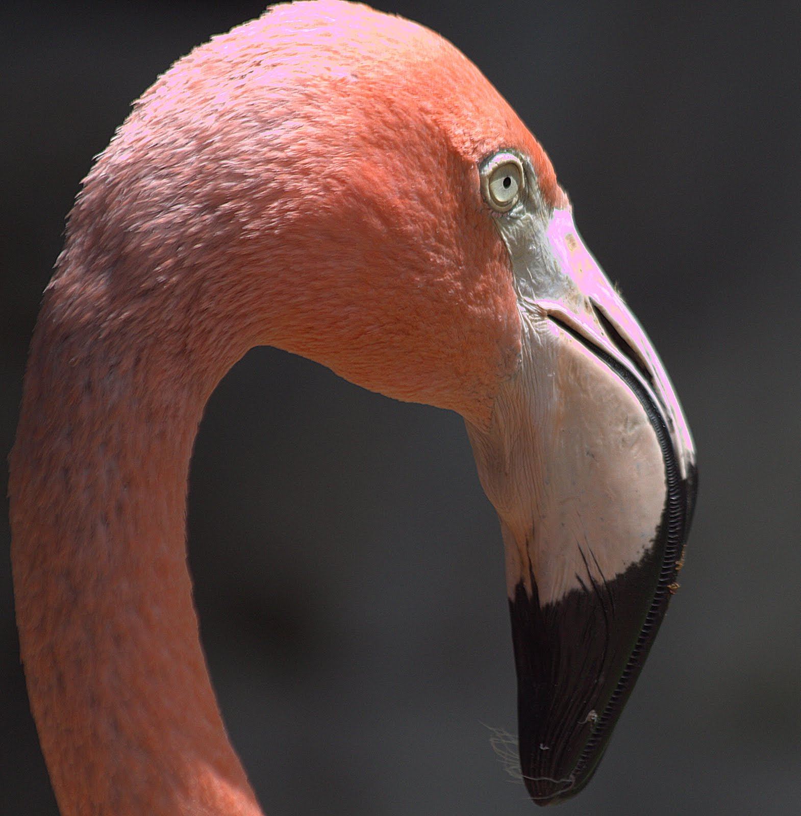 Canon EF 70-300mm F4-5.6 IS USM sample photo. Flamingo 3 photography
