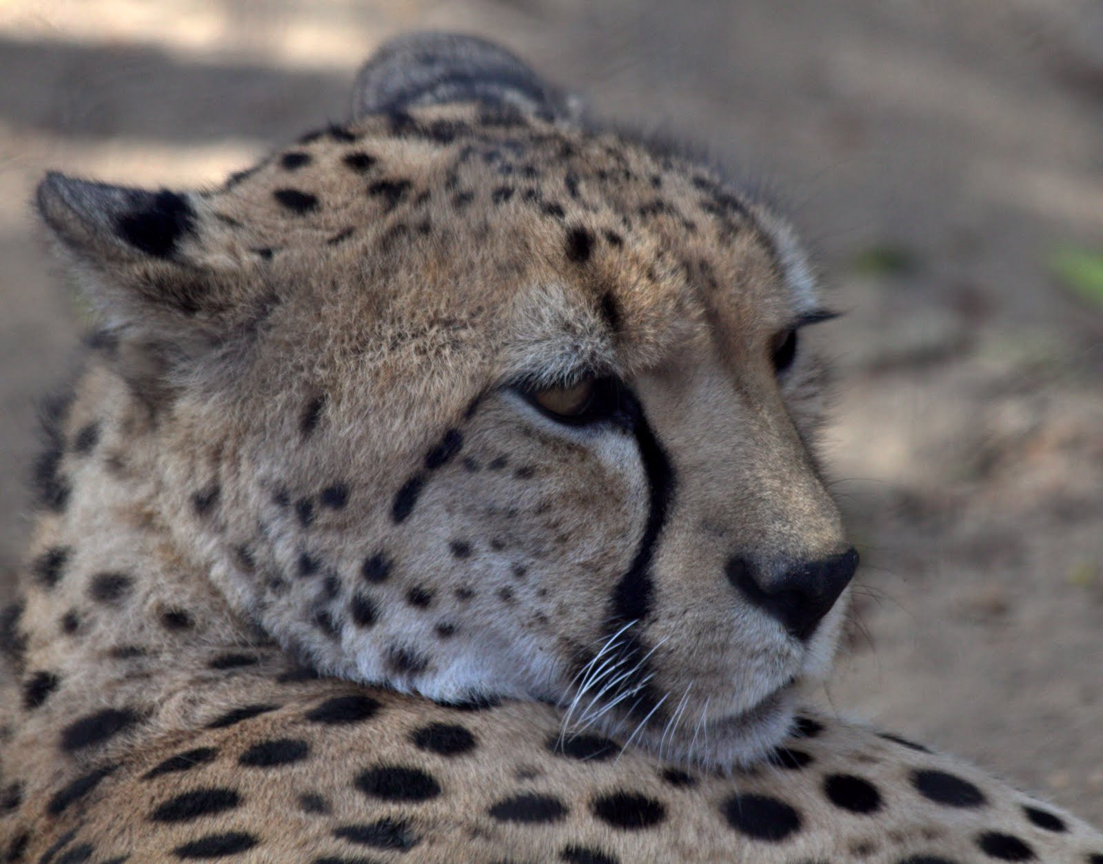 Canon EOS 7D + Canon EF 70-300mm F4-5.6 IS USM sample photo. Cheetah photography