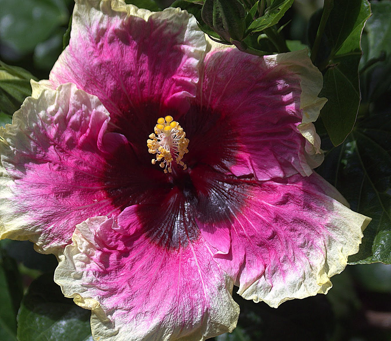 Canon EF 70-300mm F4-5.6 IS USM sample photo. Flower 3 photography