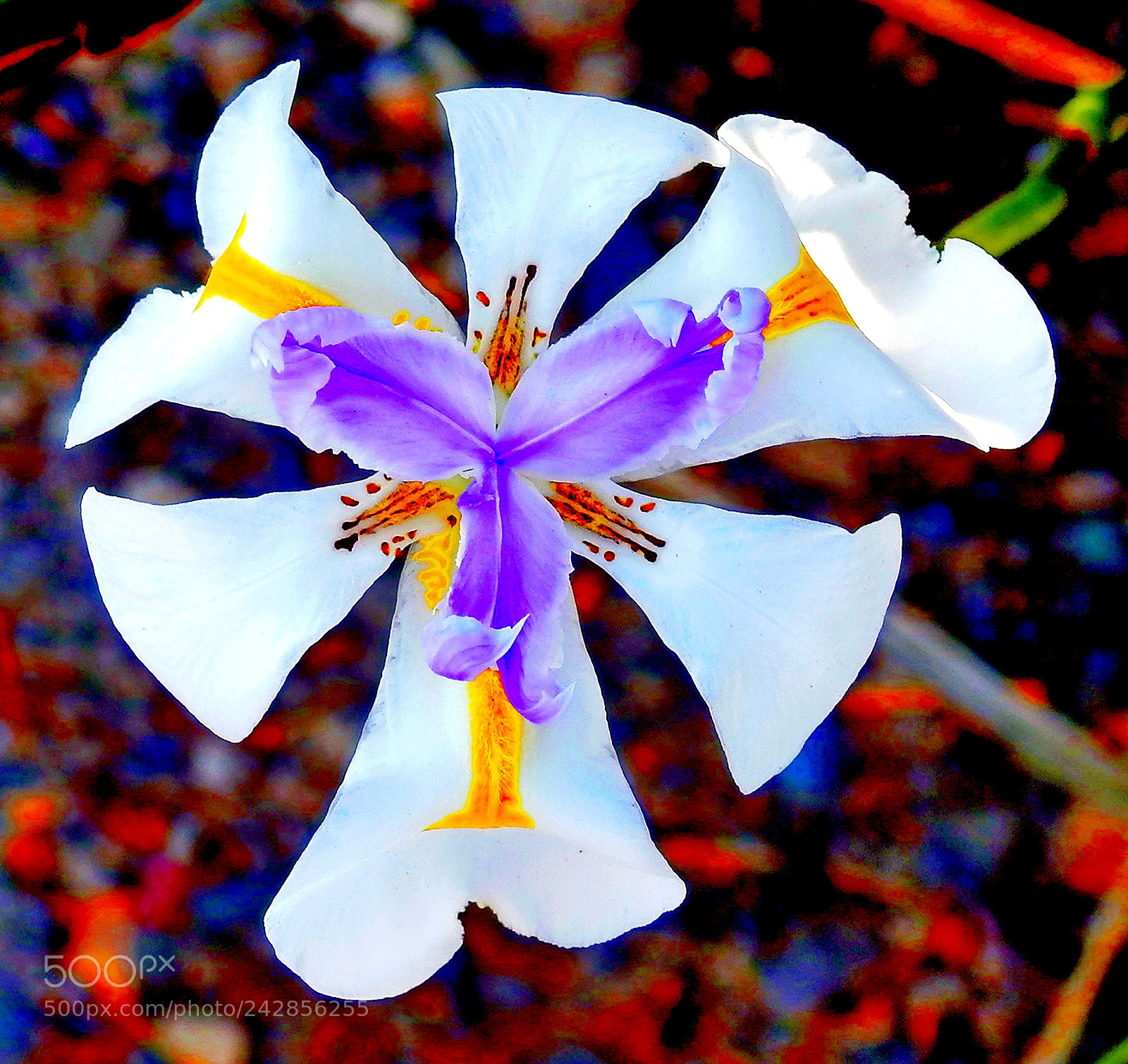 Nikon Coolpix P900 sample photo. A nice iris flower photography