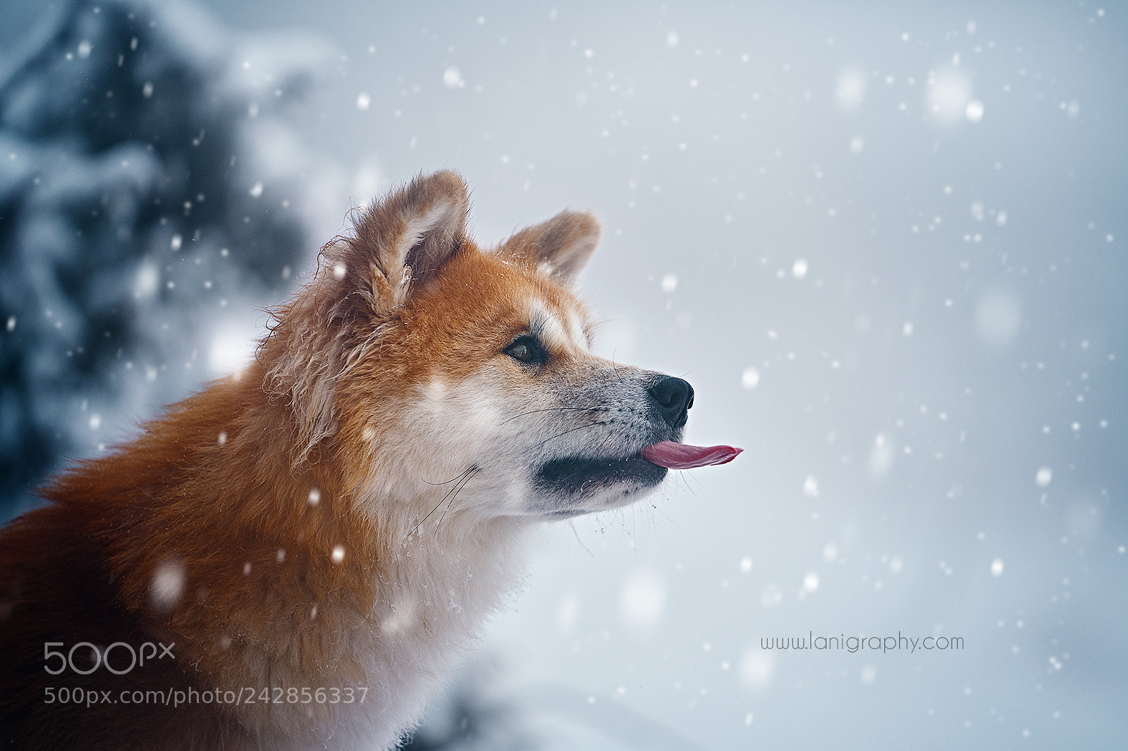 Sony a7R III sample photo. Bishuji catching snow photography