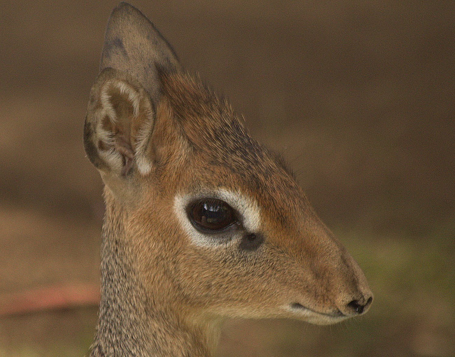 Canon EF 70-300mm F4-5.6 IS USM sample photo. Dikdik photography
