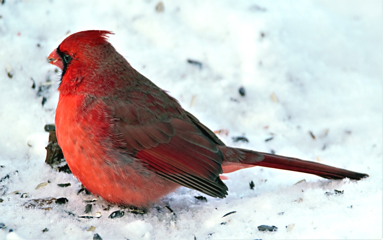 Canon EOS 60D sample photo. Morning cardinal photography