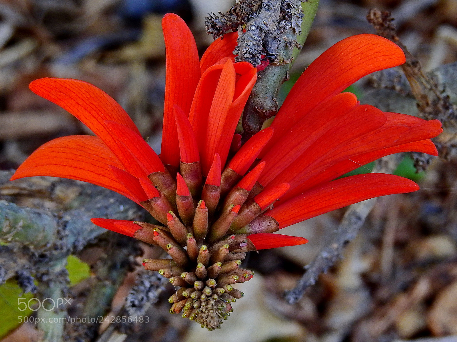 Nikon Coolpix P900 sample photo. Red pinecomb flower photography