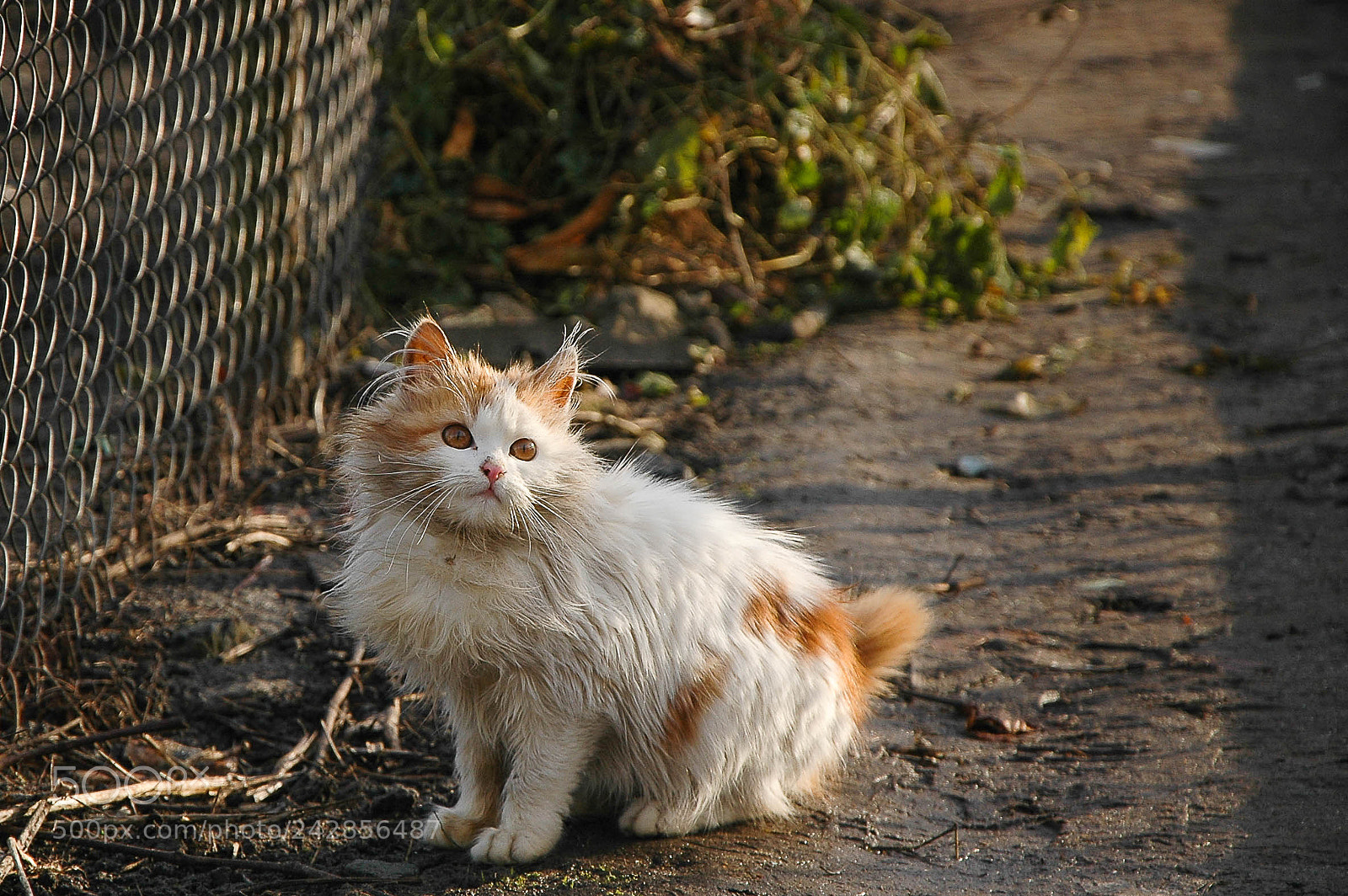 Nikon D70s sample photo. Cat photography