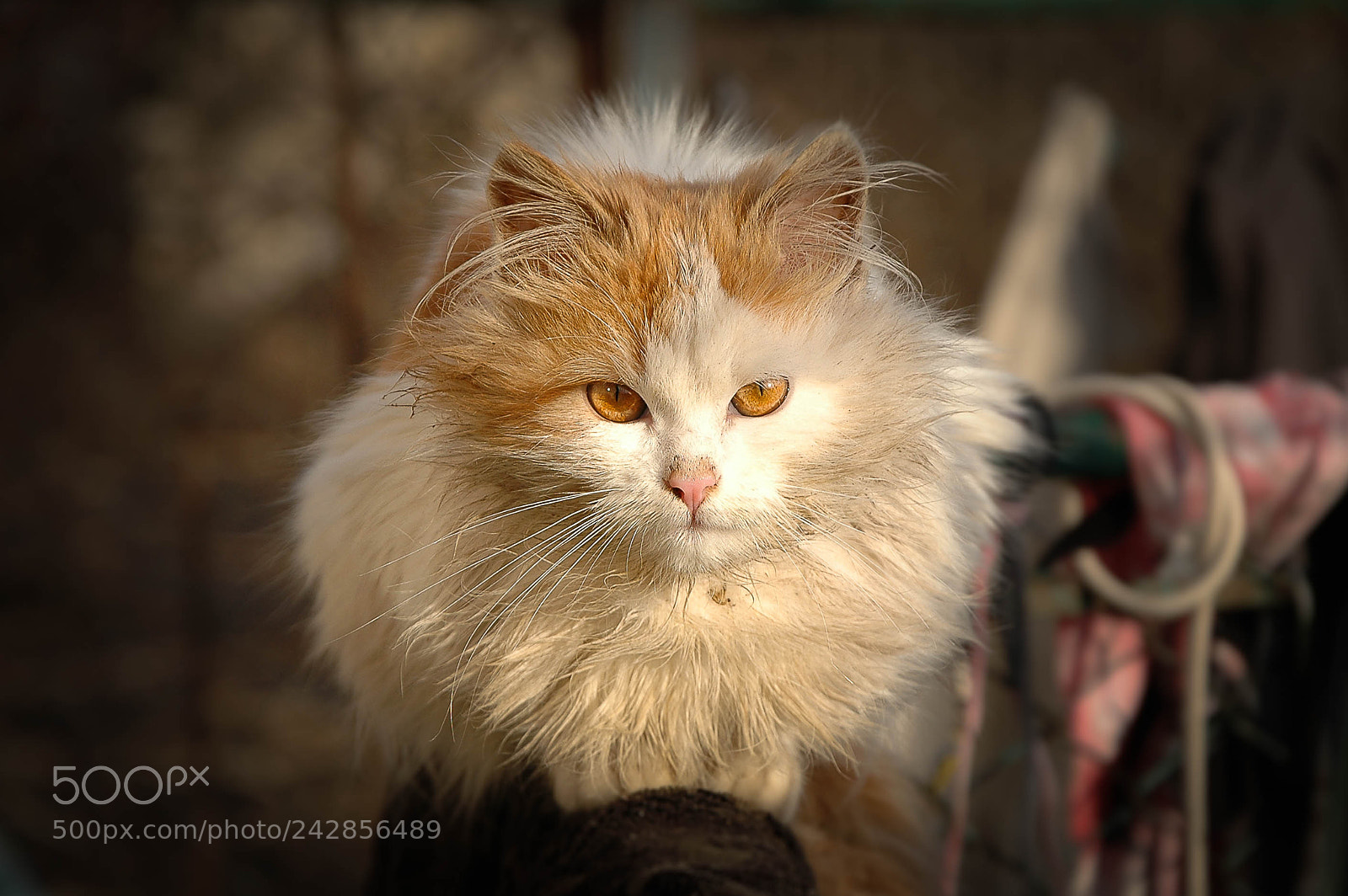 Nikon D70s sample photo. Cat photography