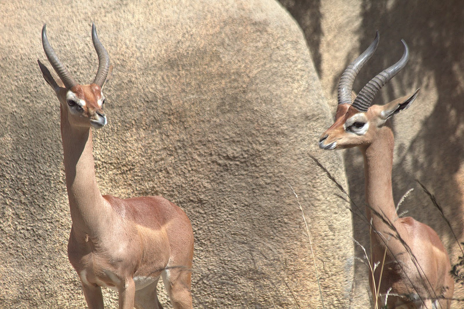 Canon EF 70-300mm F4-5.6 IS USM sample photo. Gerenuk photography