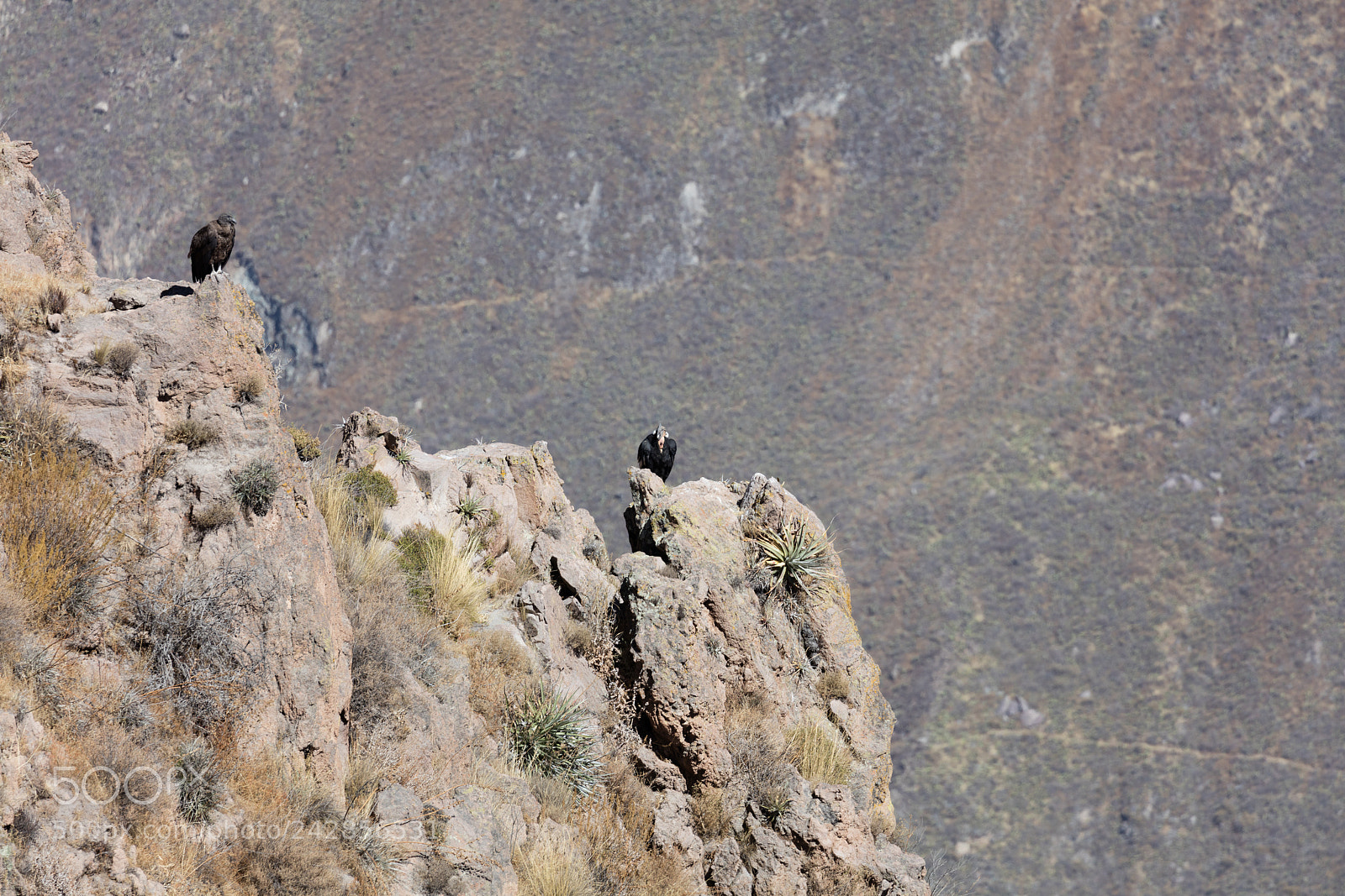 Canon EOS 5DS R sample photo. Condor flying  in peru photography