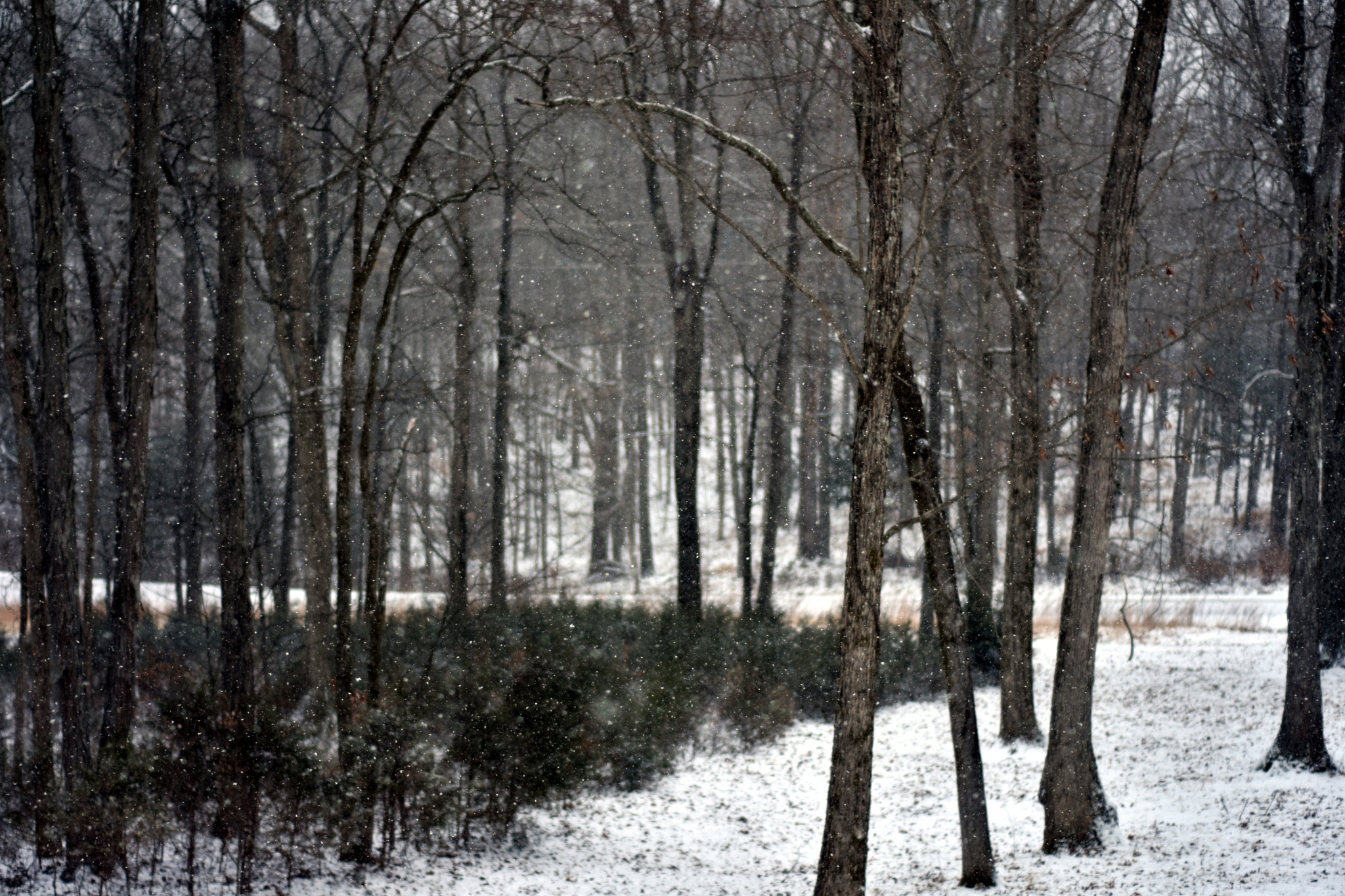 Nikon AF Nikkor 50mm F1.8D sample photo. Tennessee snow photography
