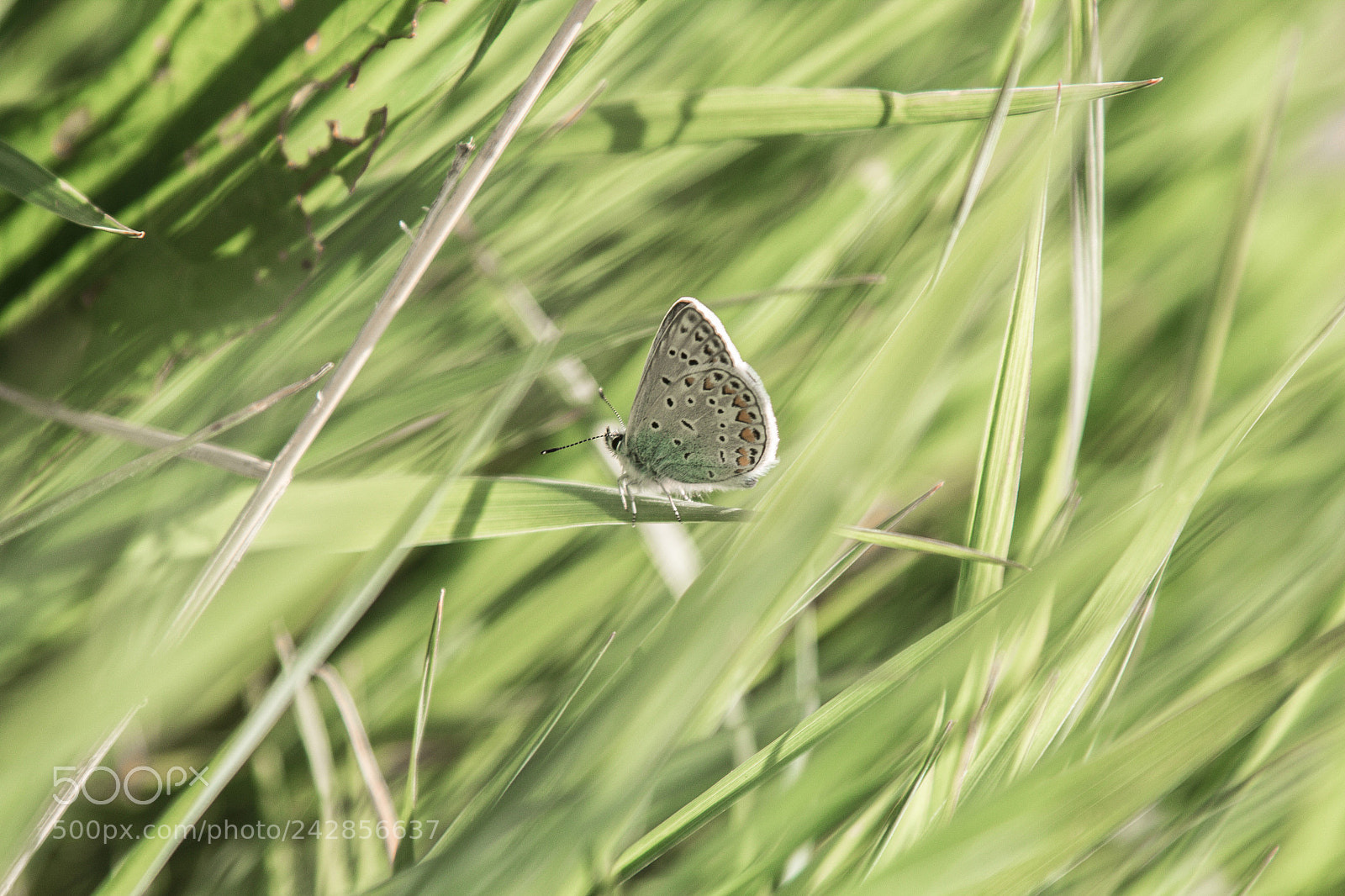 Canon EOS 60D sample photo. Img photography