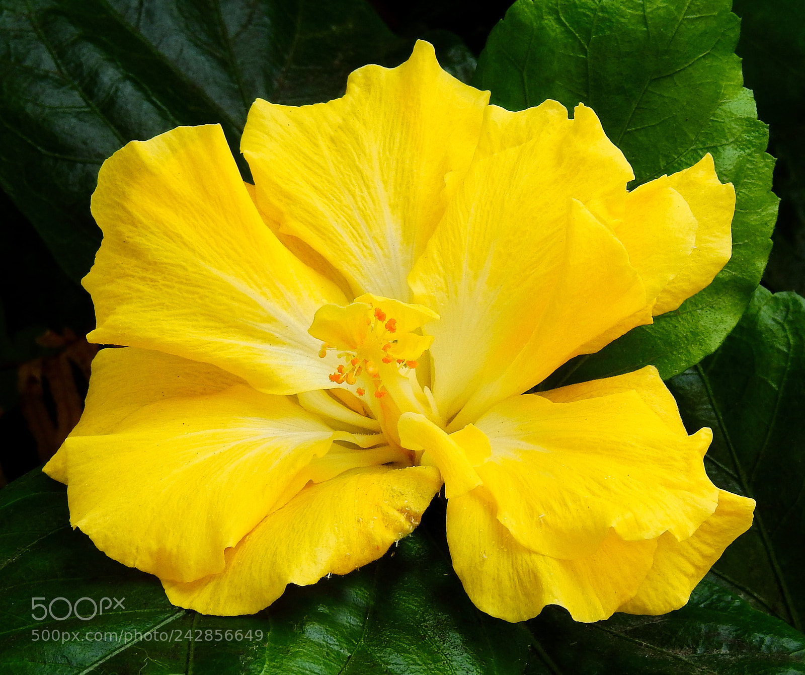 Nikon Coolpix P900 sample photo. Yellow hibiscus flower photography