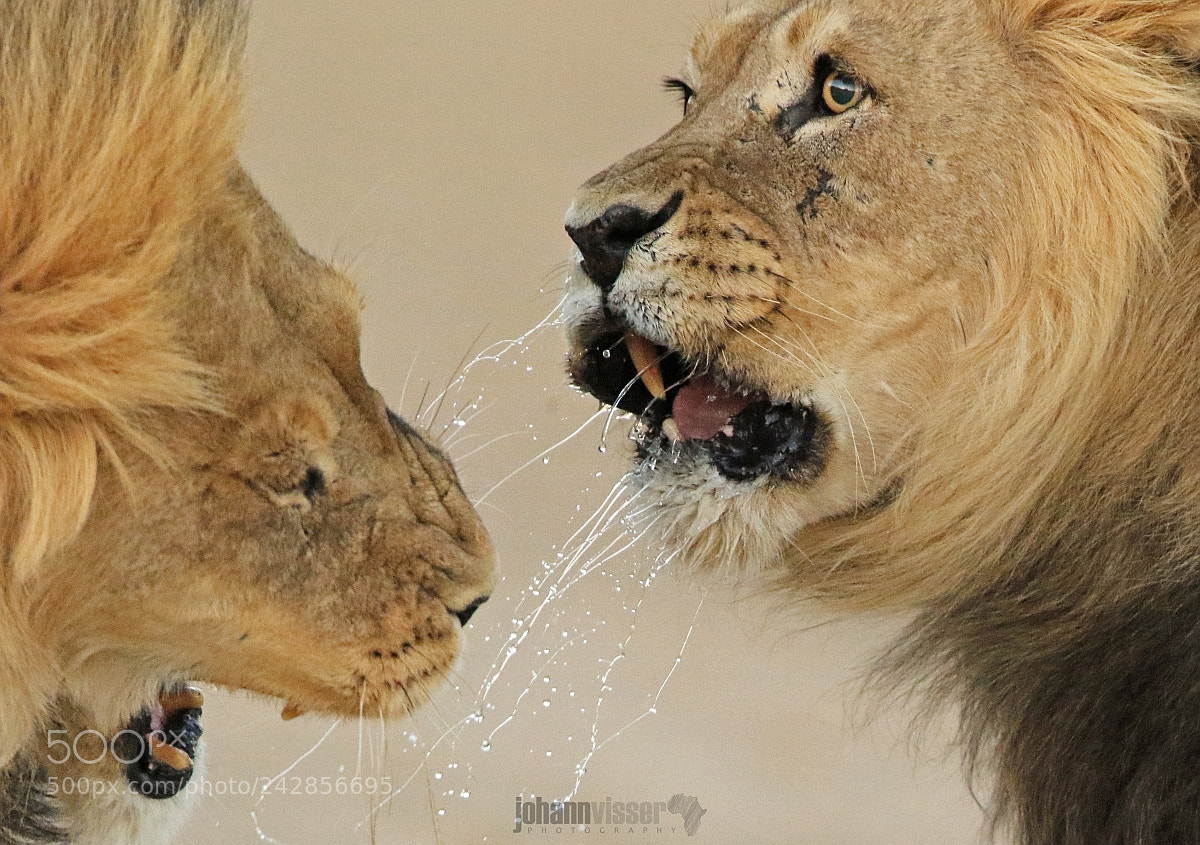 Canon EOS 7D Mark II sample photo. Spitting fury photography