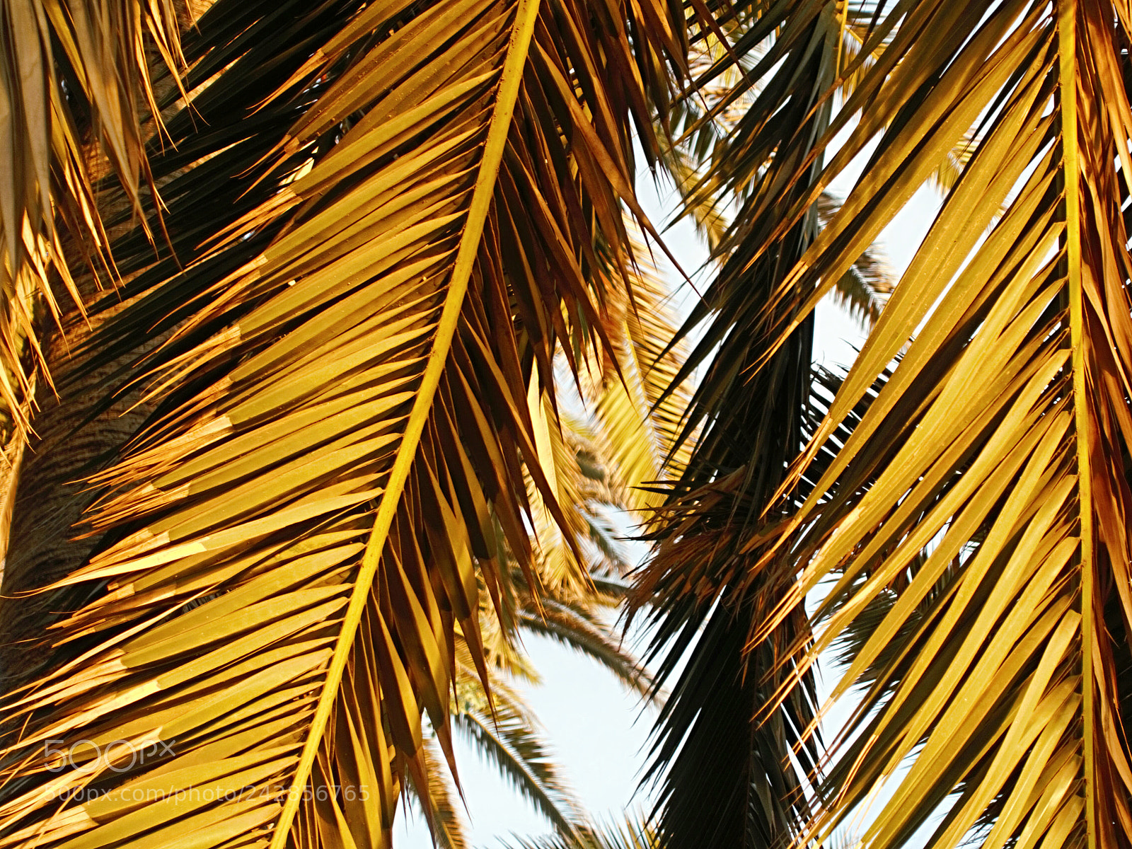 Sony Cyber-shot DSC-RX100 III sample photo. Palm leaves photography
