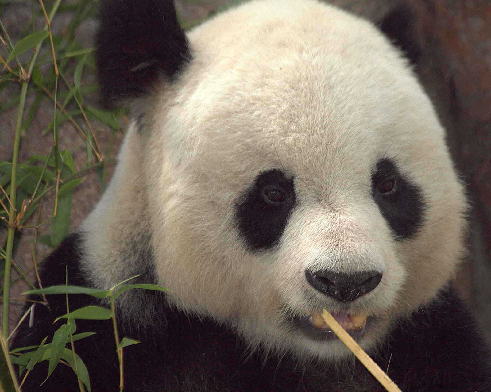Canon EF 70-300mm F4-5.6 IS USM sample photo. Panda 2 photography