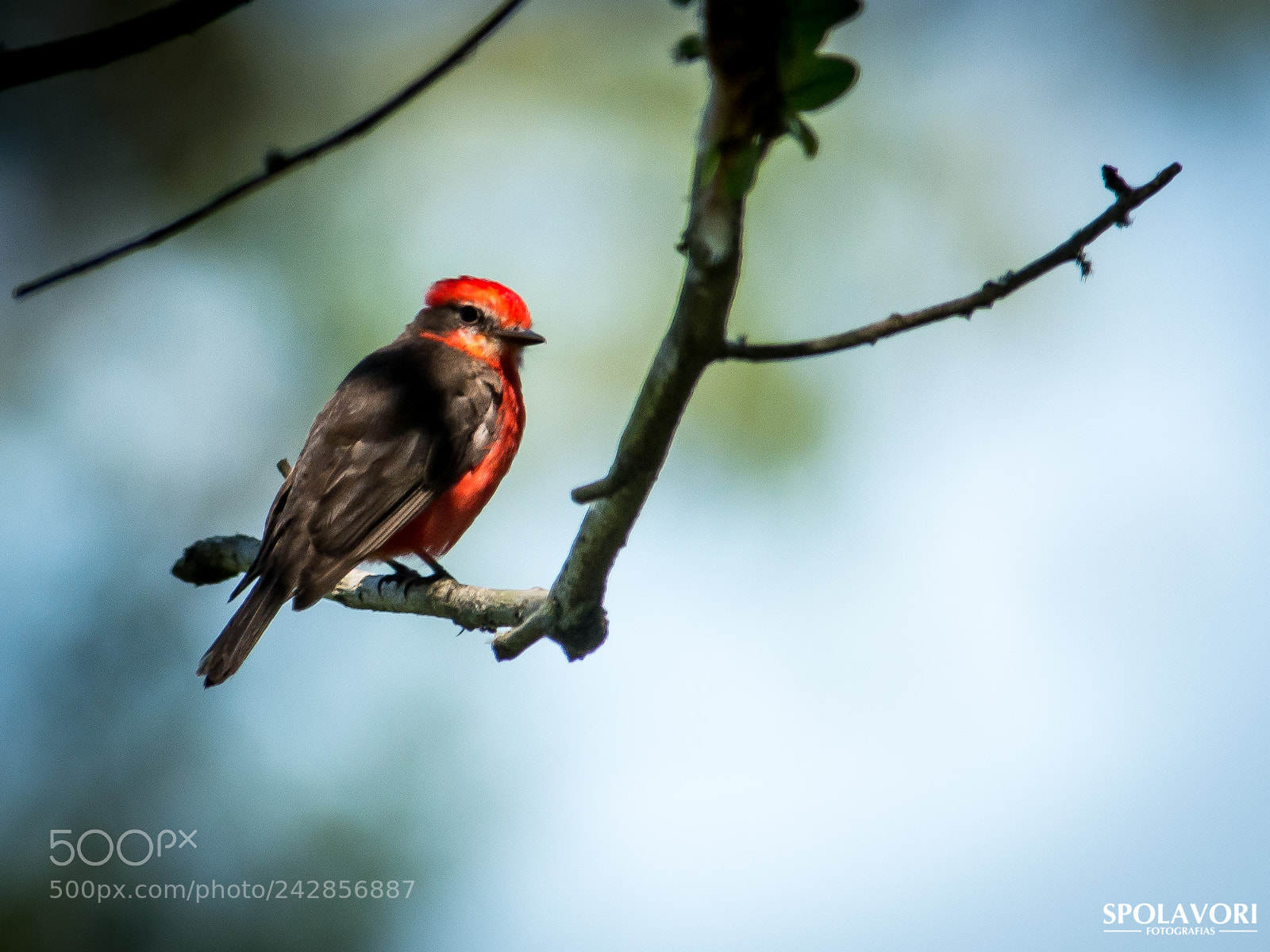 Nikon D7100 sample photo. Fsc_5100.jpg photography