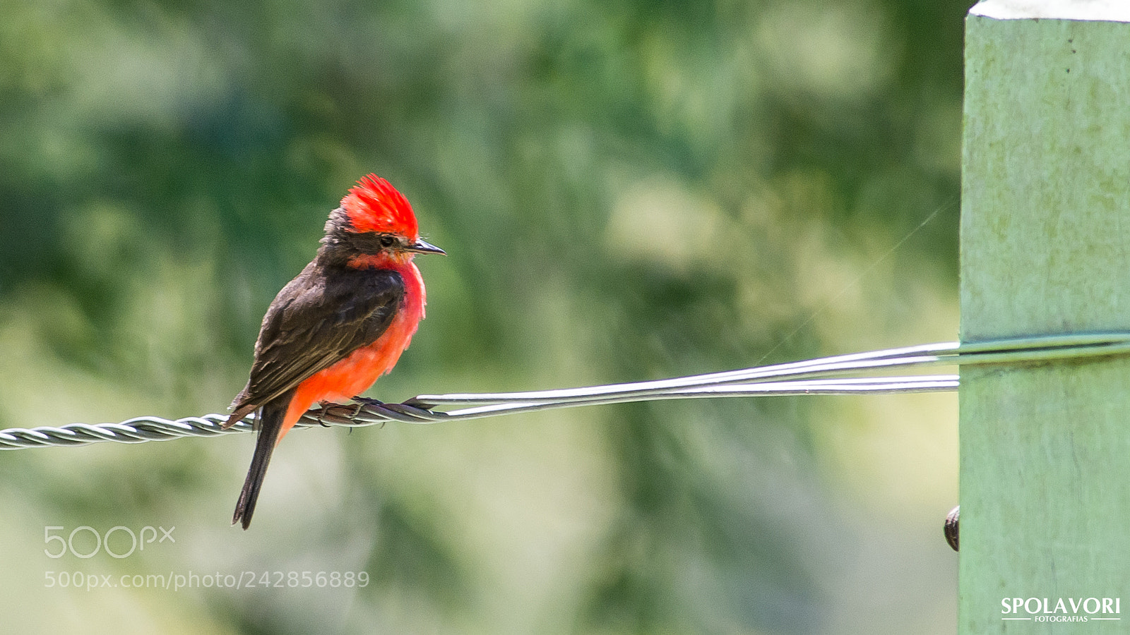 Nikon D7100 sample photo. Fsc_5080.jpg photography