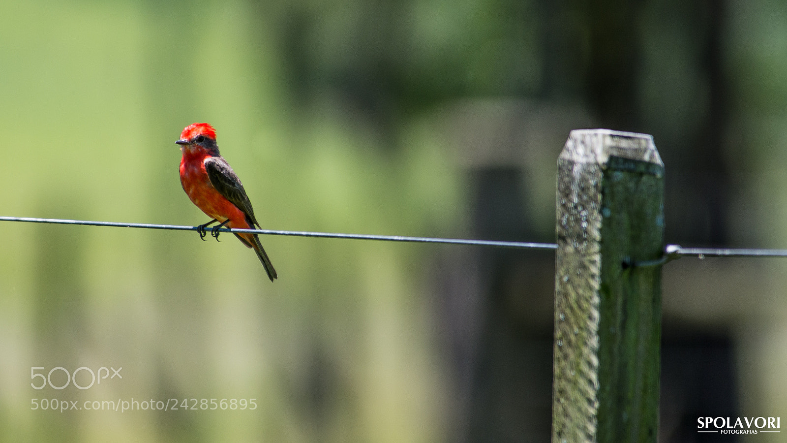 Nikon D7100 sample photo. Fsc_5063.jpg photography