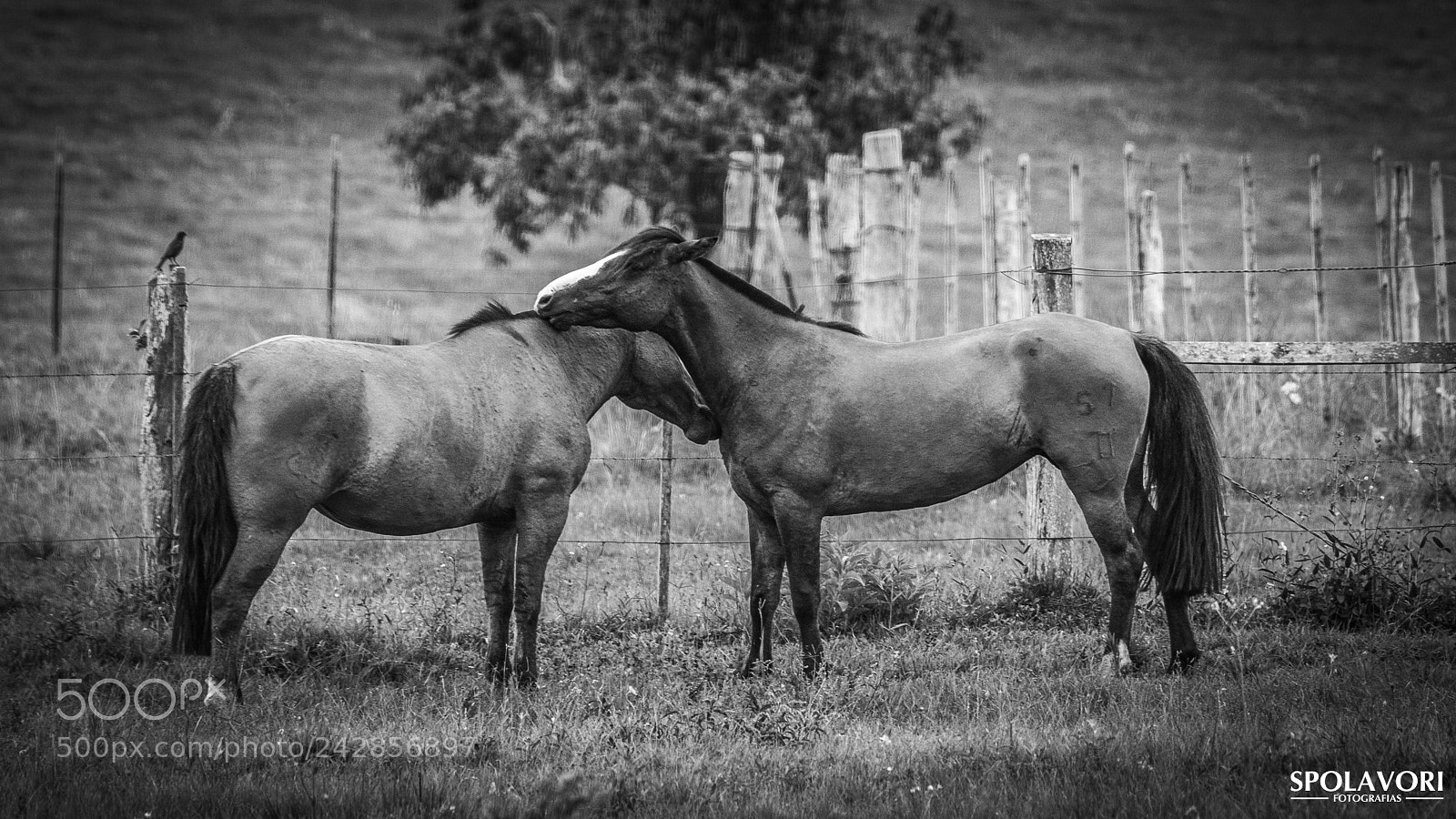 Nikon D7100 sample photo. Fsc_5121-2.jpg photography