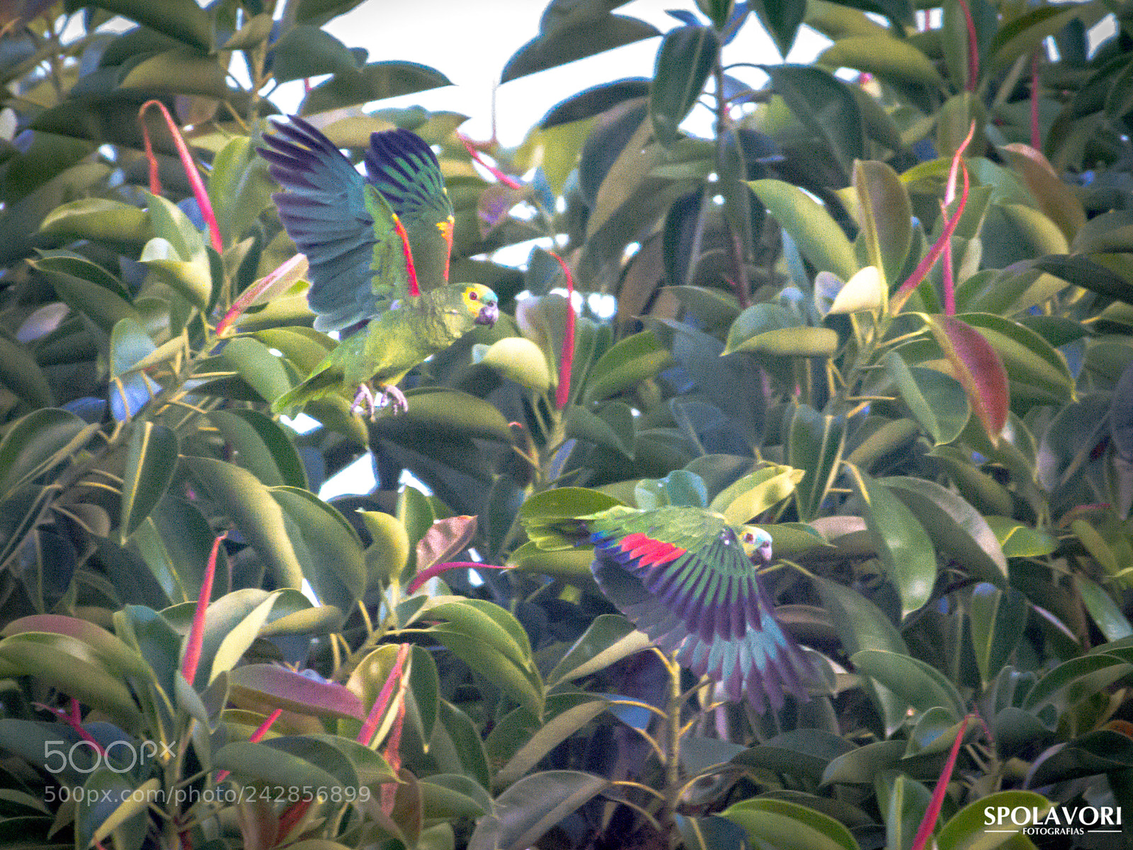 Nikon D7100 sample photo. Fsc_5240.jpg photography