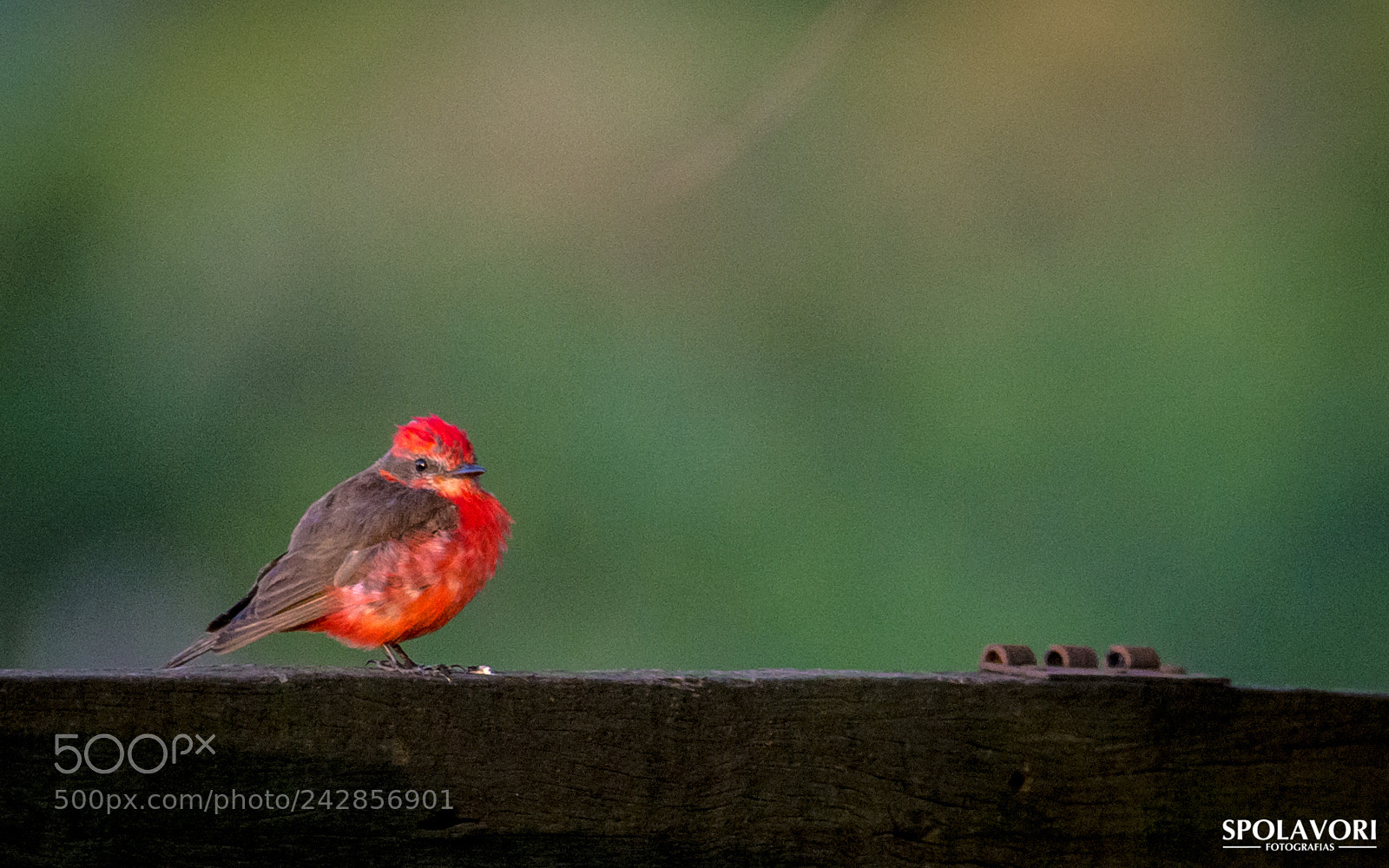 Nikon D7100 sample photo. Fsc_5167.jpg photography