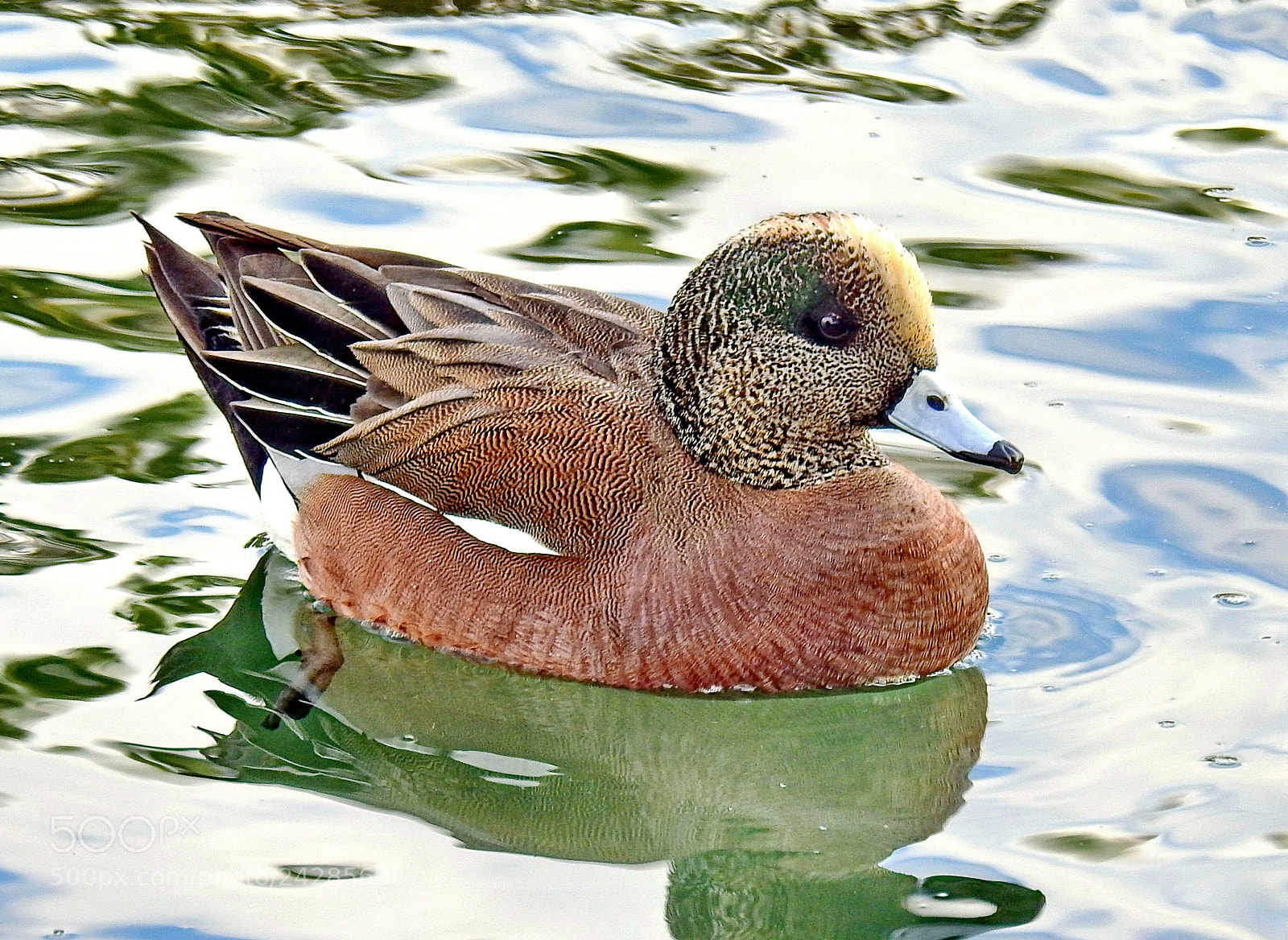 Nikon Coolpix P900 sample photo. Duck swimming in the photography