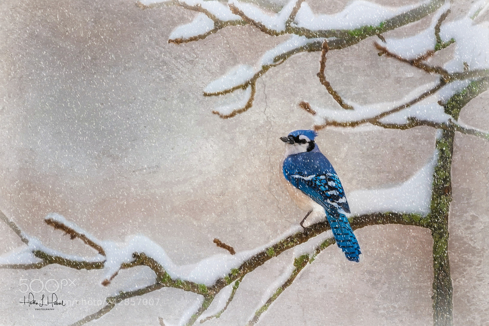 Nikon D810 sample photo. Snowing blue photography