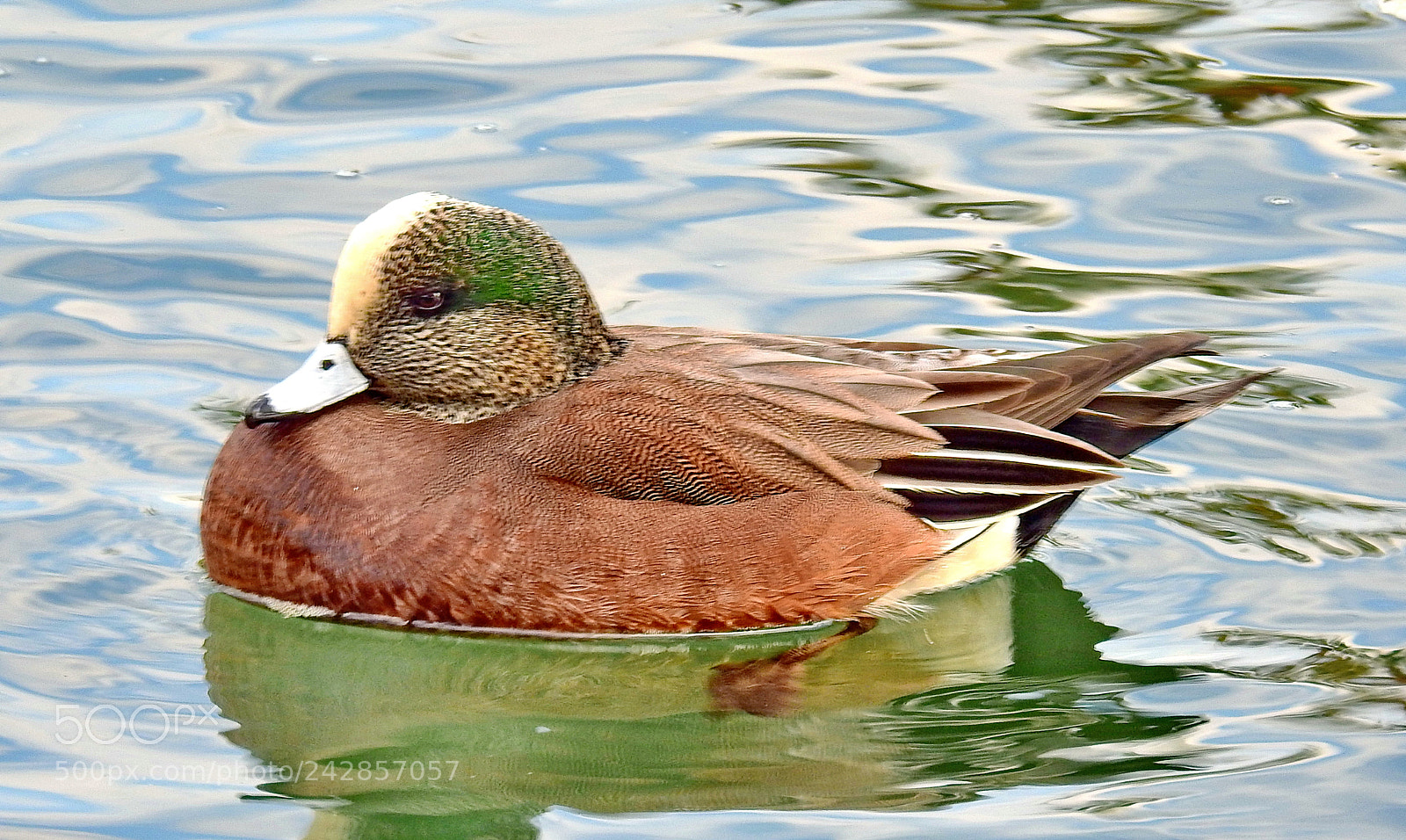 Nikon Coolpix P900 sample photo. Duck swimming in the photography