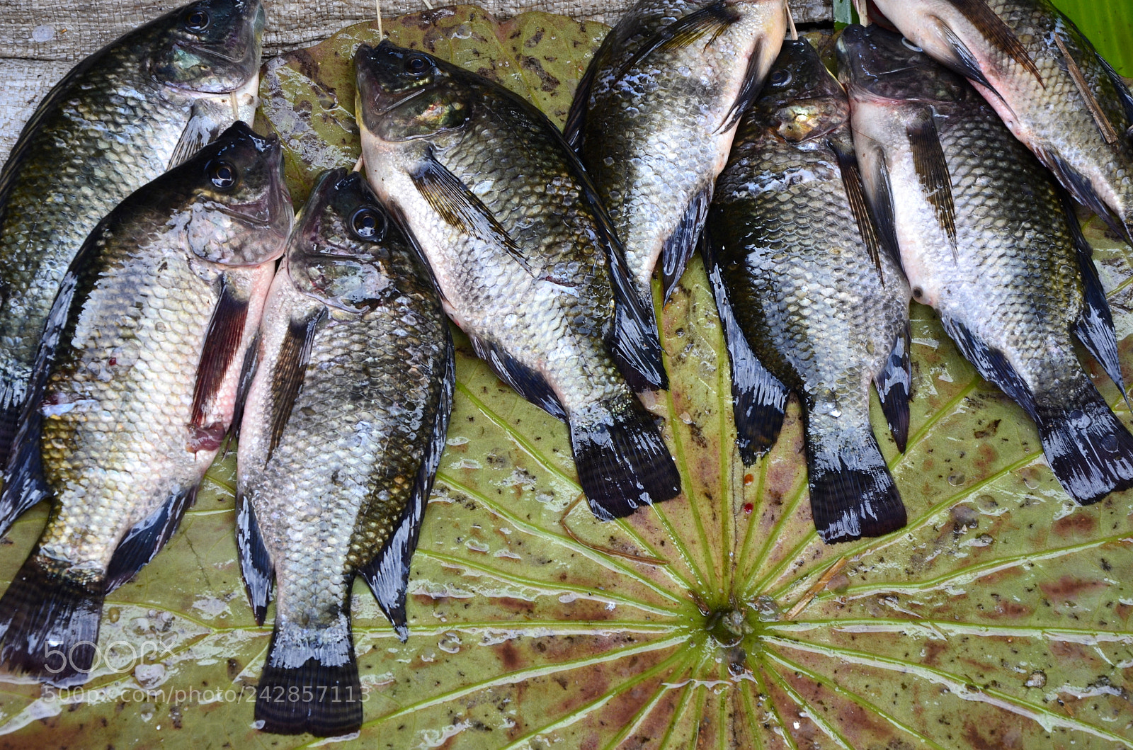 Nikon D5100 sample photo. Fishes on the market photography