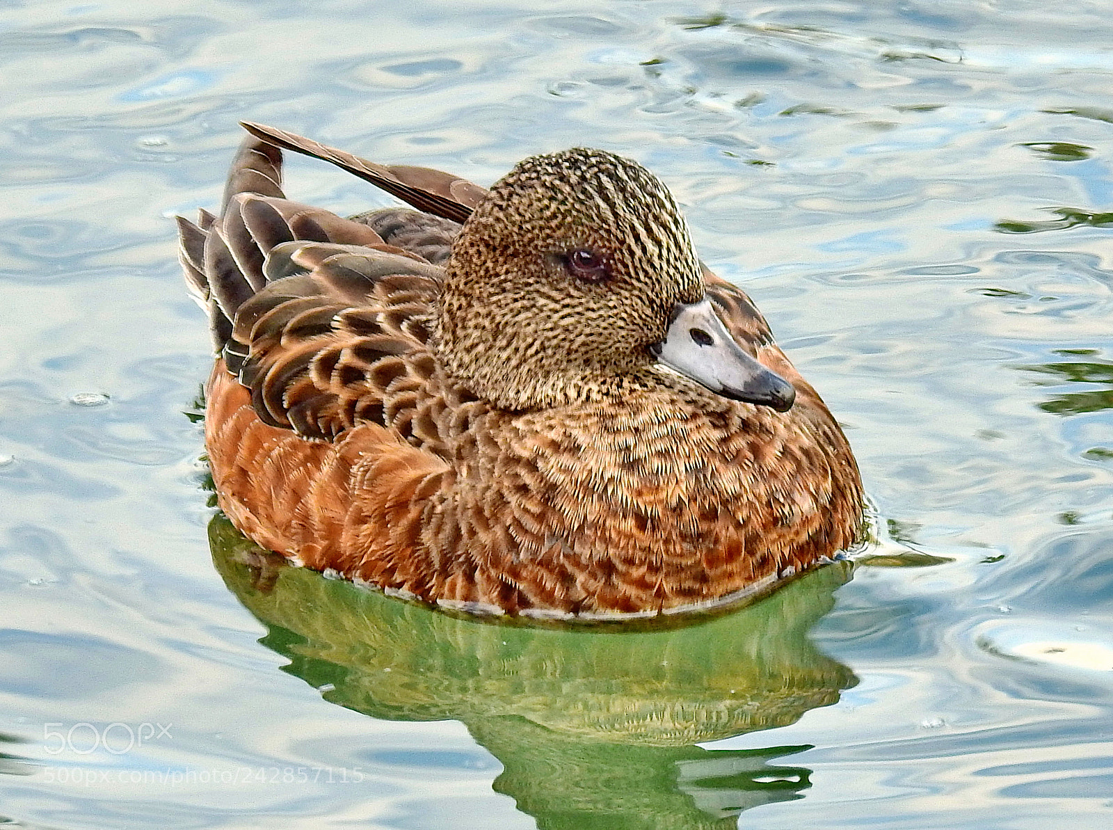 Nikon Coolpix P900 sample photo. Duck saying hello photography