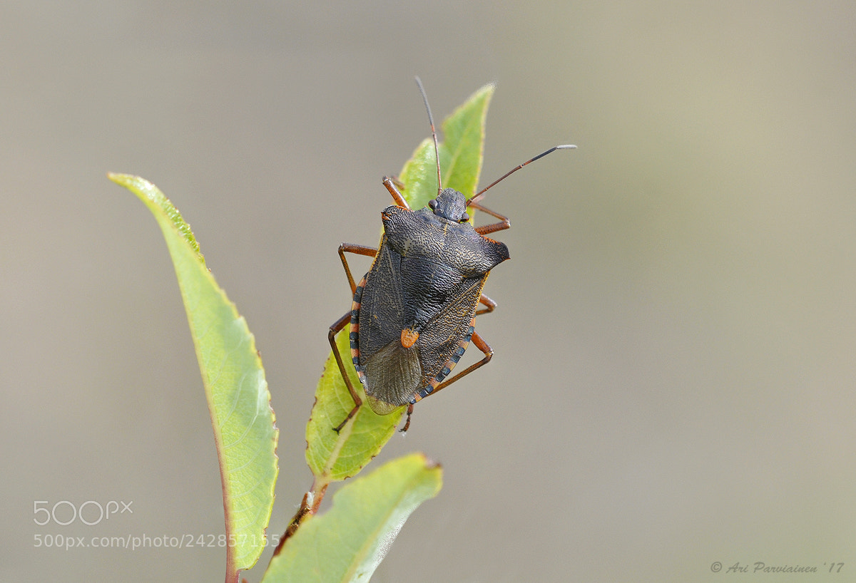Nikon D300S sample photo. Red-legged shieldbug photography