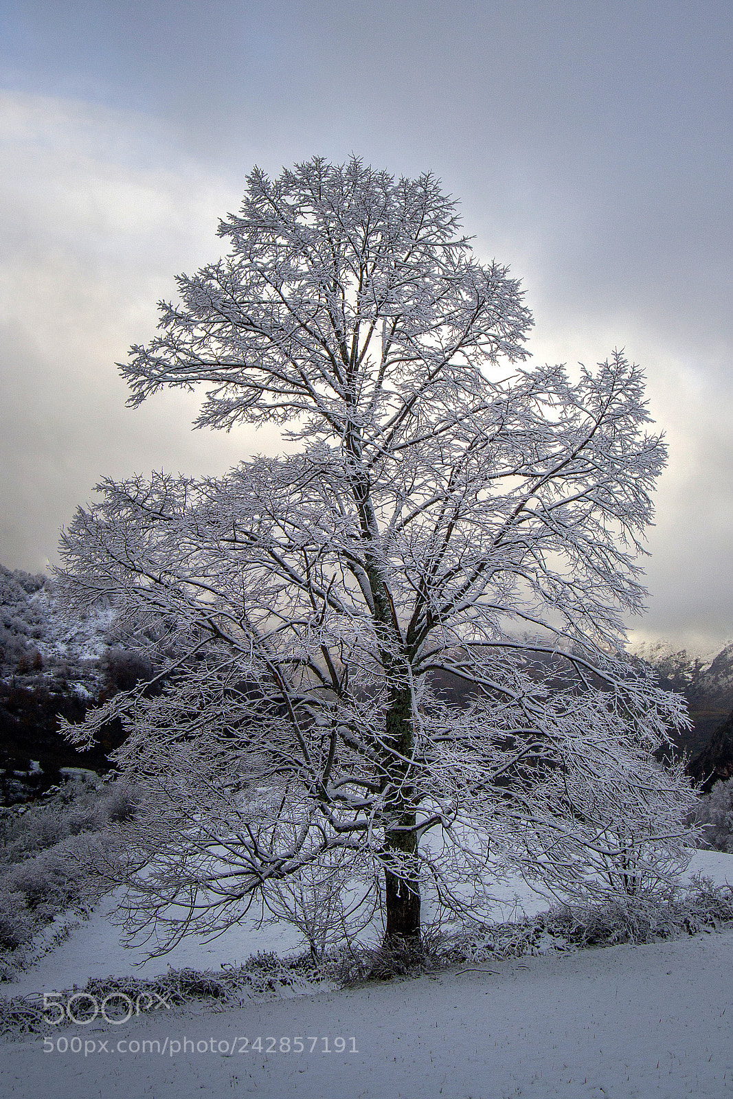 Nikon D3100 sample photo. "ice cold" photography