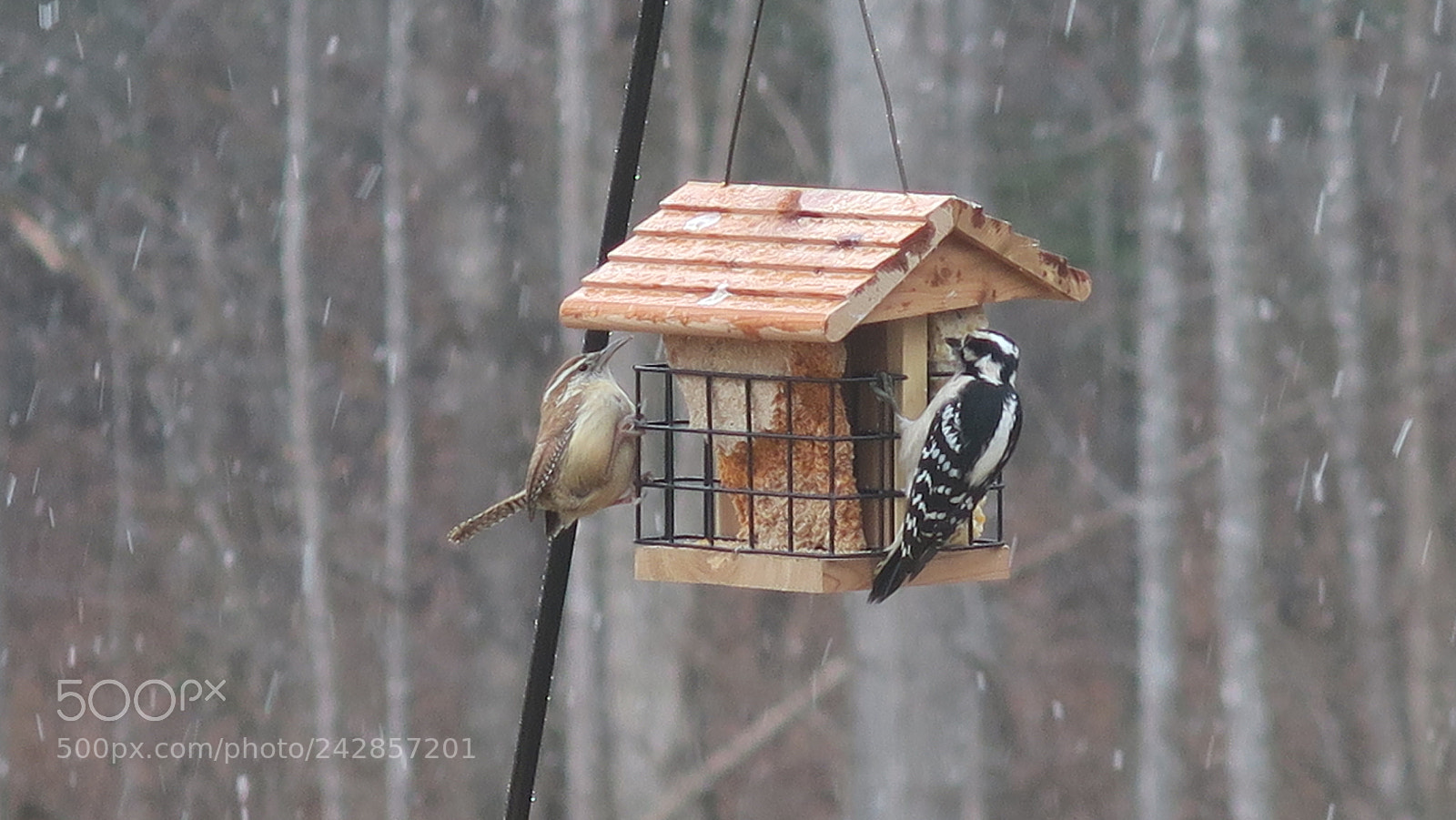 Canon PowerShot G7 X sample photo. Birds photography