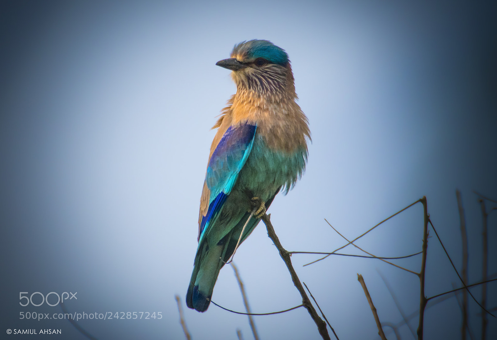 Nikon D5500 sample photo. Indian roller // বাংলা নীলকান্ত photography