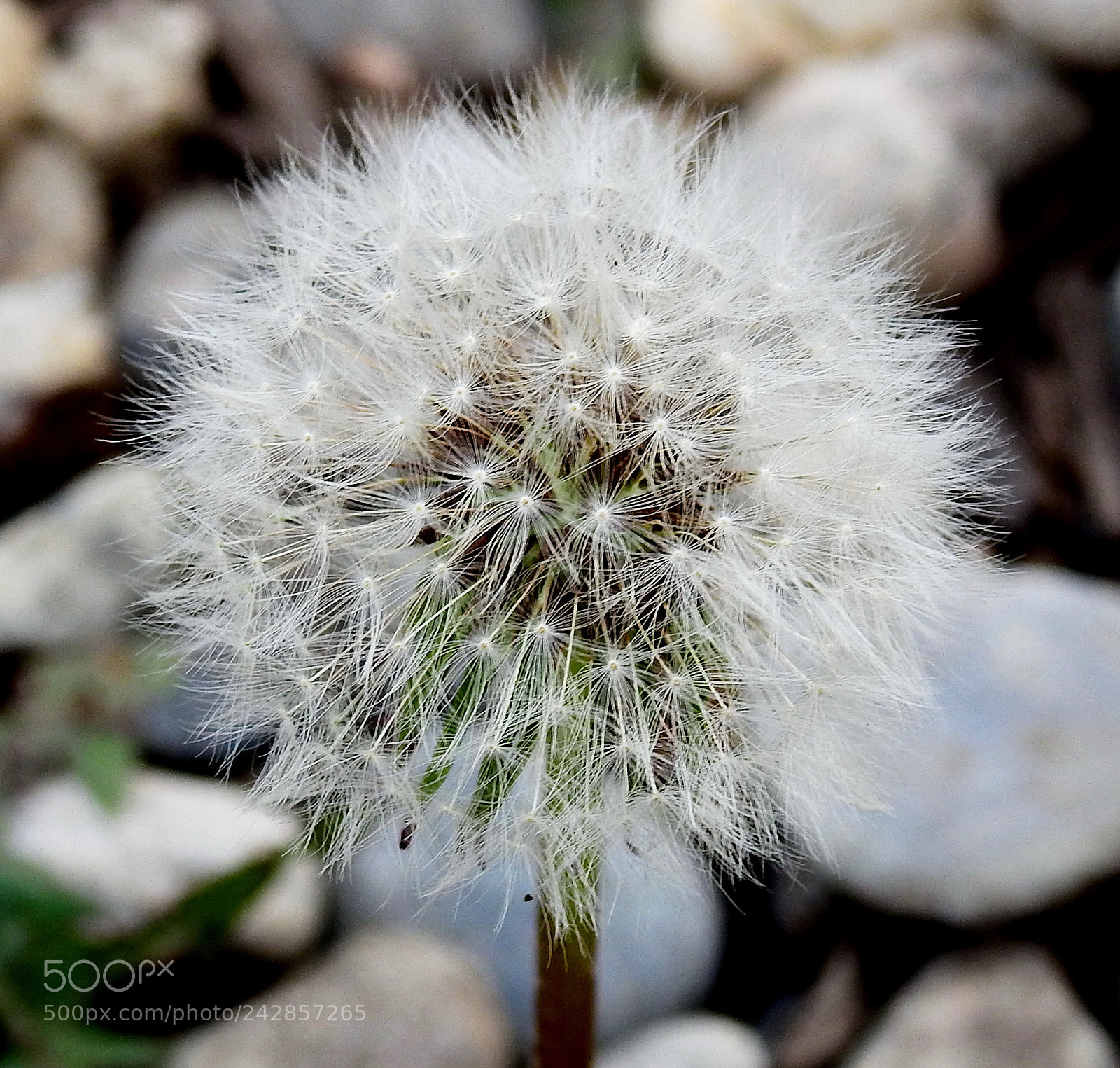 Nikon Coolpix P900 sample photo. White puffball flower photography