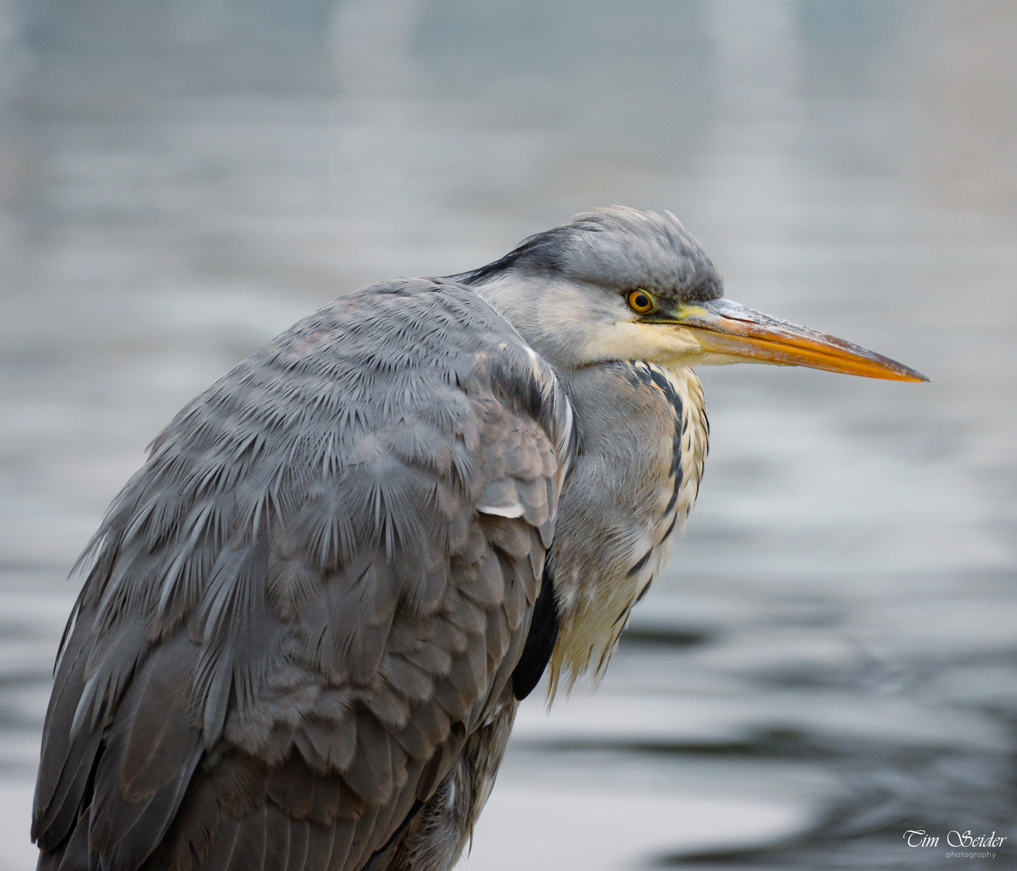 Nikon D610 sample photo. Heron photography