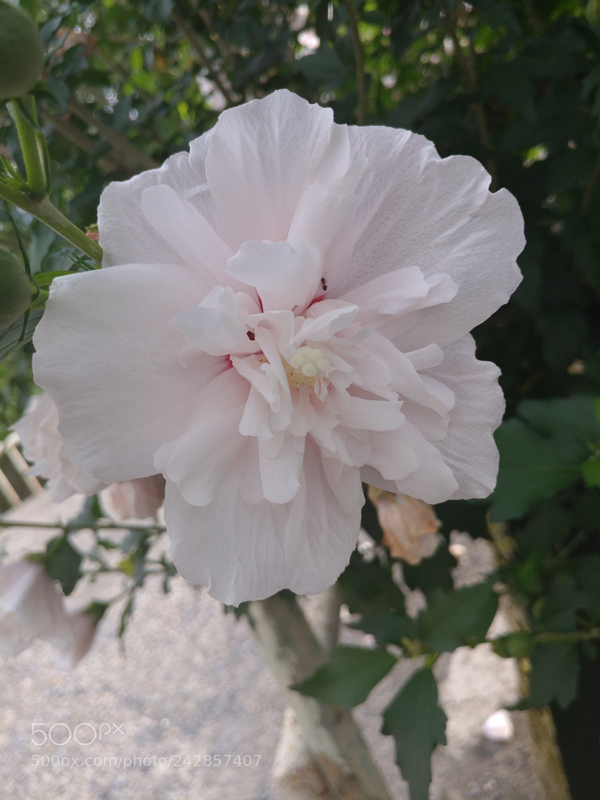 LG V20 sample photo. Flower and ant photography