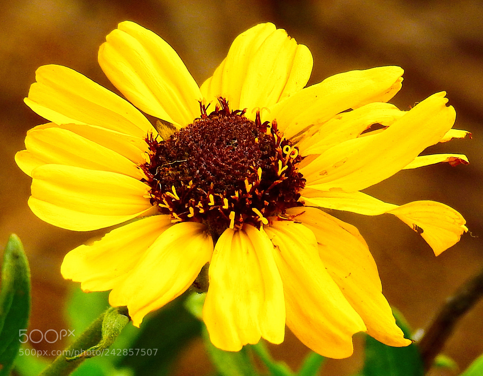 Nikon Coolpix P900 sample photo. Gold daisy photography